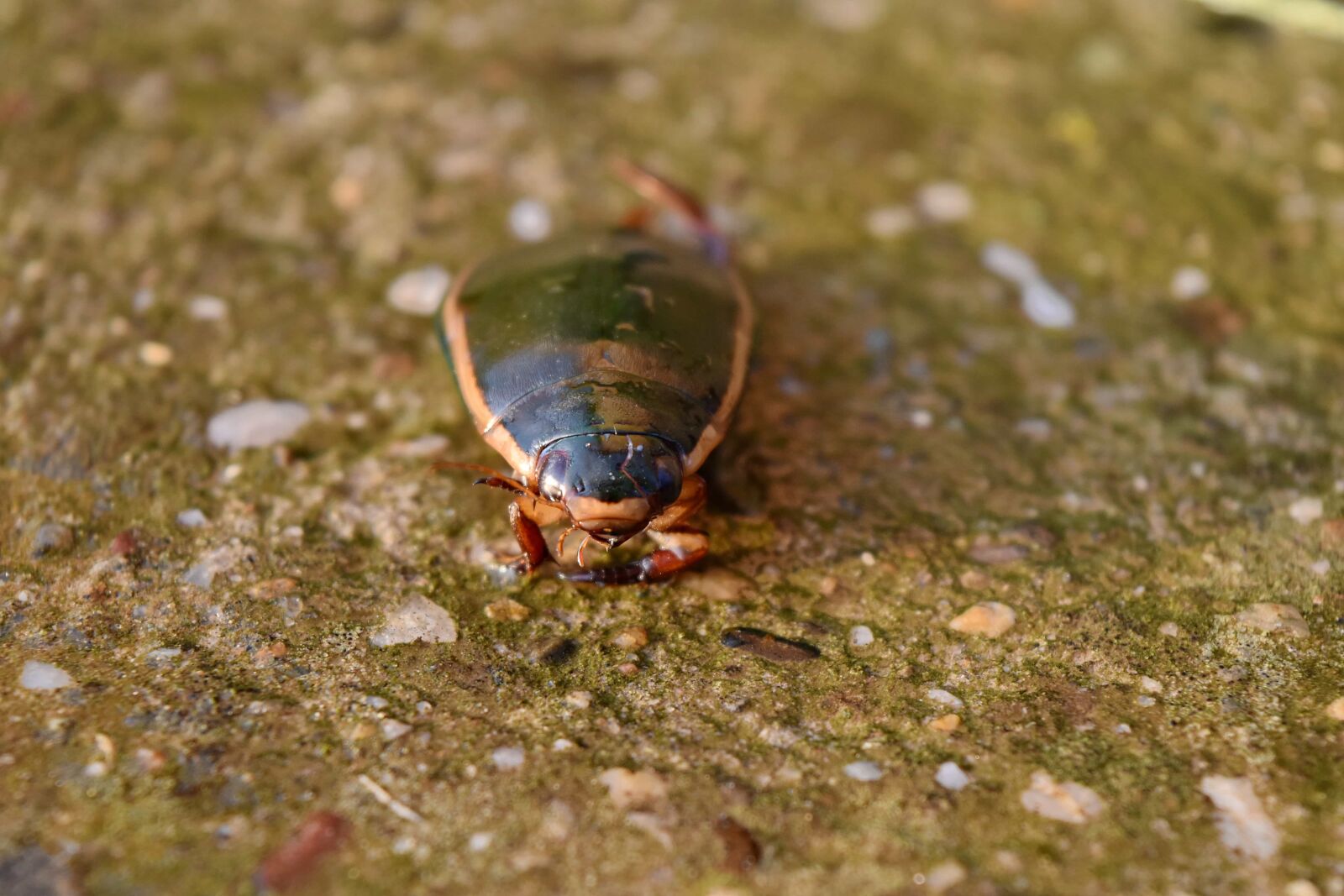 Nikon D5500 sample photo. Beetle, concrete, animal, arthropod photography