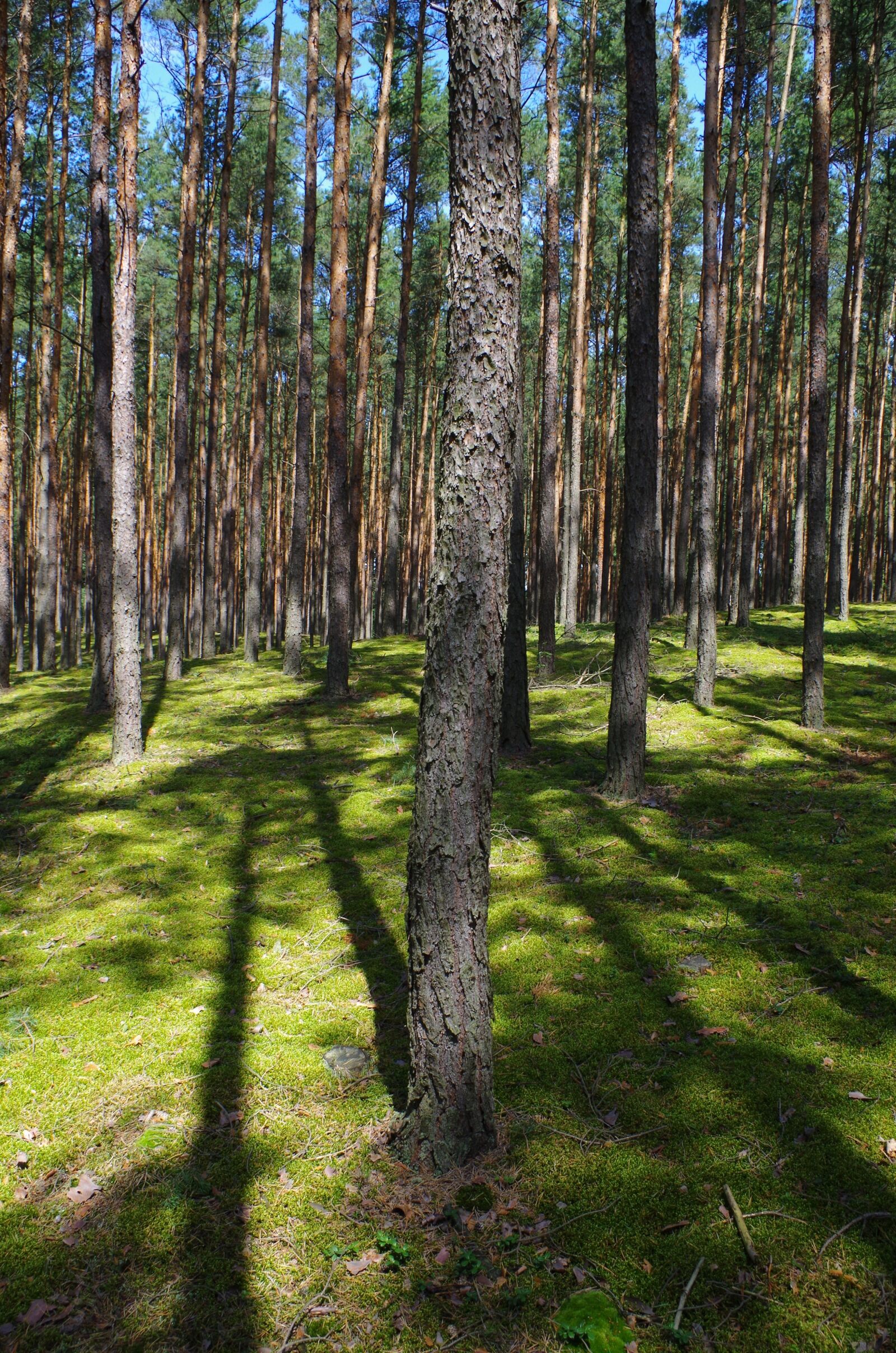 Pentax K-50 sample photo. Forest, nature, tree photography