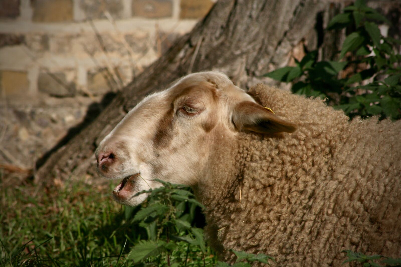 Canon EOS 400D (EOS Digital Rebel XTi / EOS Kiss Digital X) sample photo. Sheep, pet, livestock photography