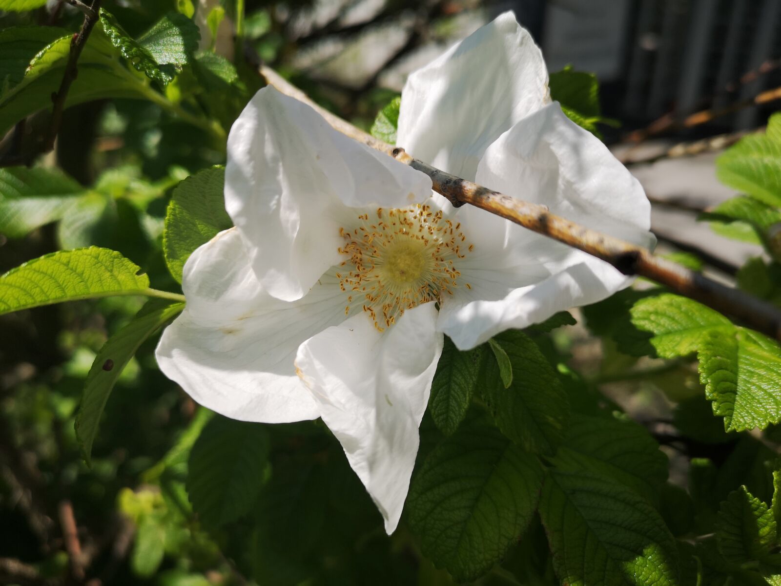 HUAWEI CLT-L29 sample photo. Sun, nature, flowers photography