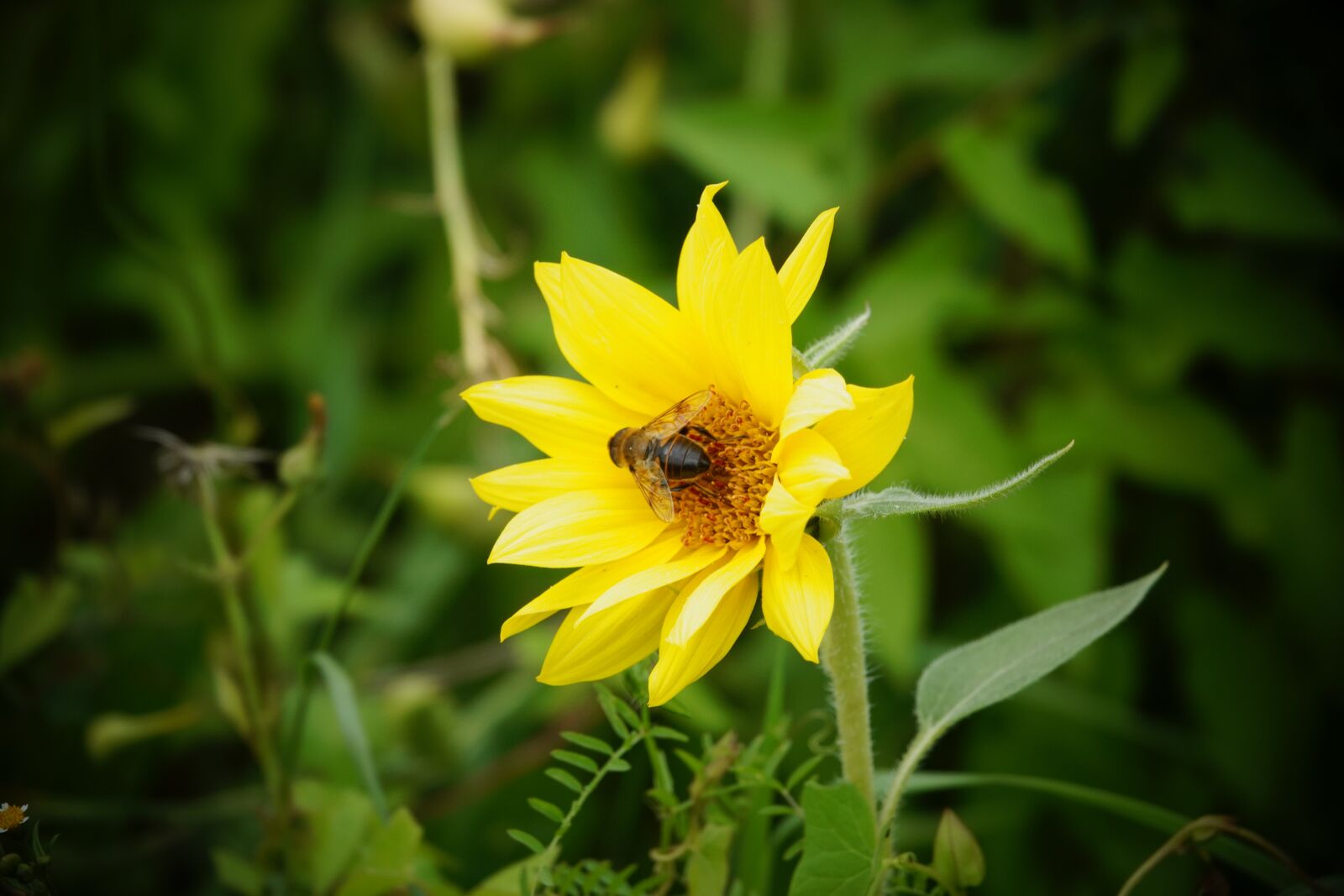 Sony Cyber-shot DSC-RX10 IV sample photo. Bee, bug, sunflower photography