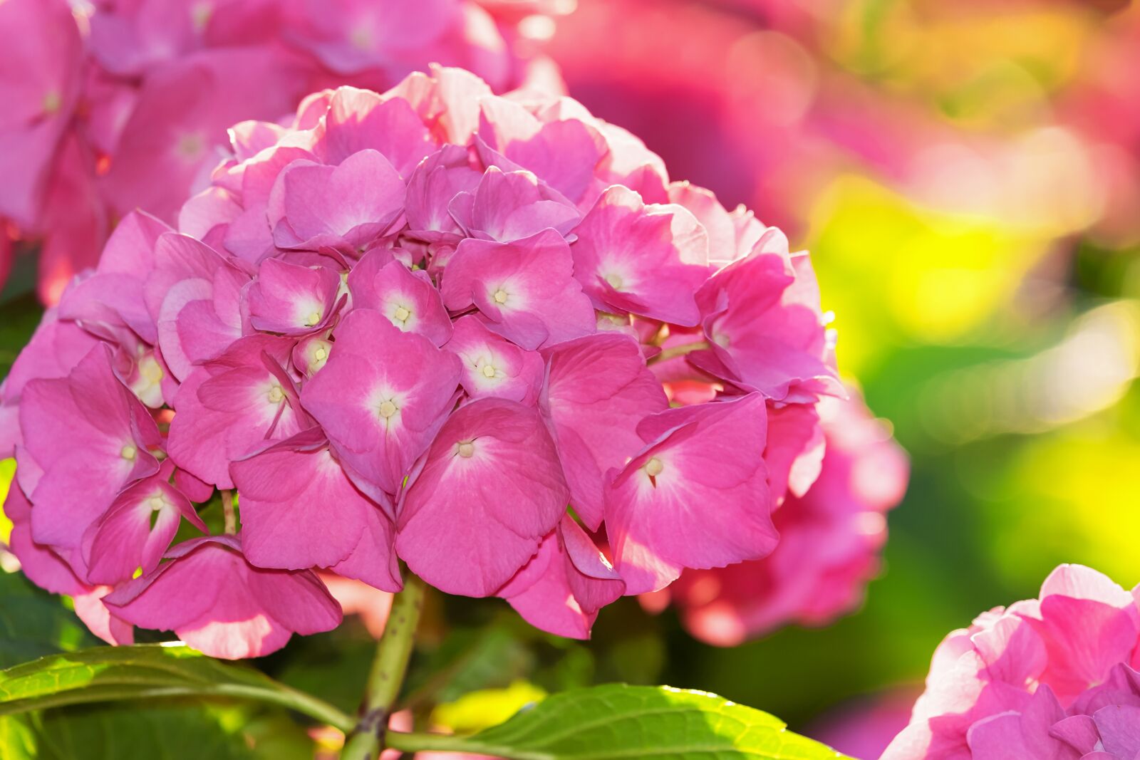 Fujifilm XF 55-200mm F3.5-4.8 R LM OIS sample photo. Hydrangea, backlighting, flower photography