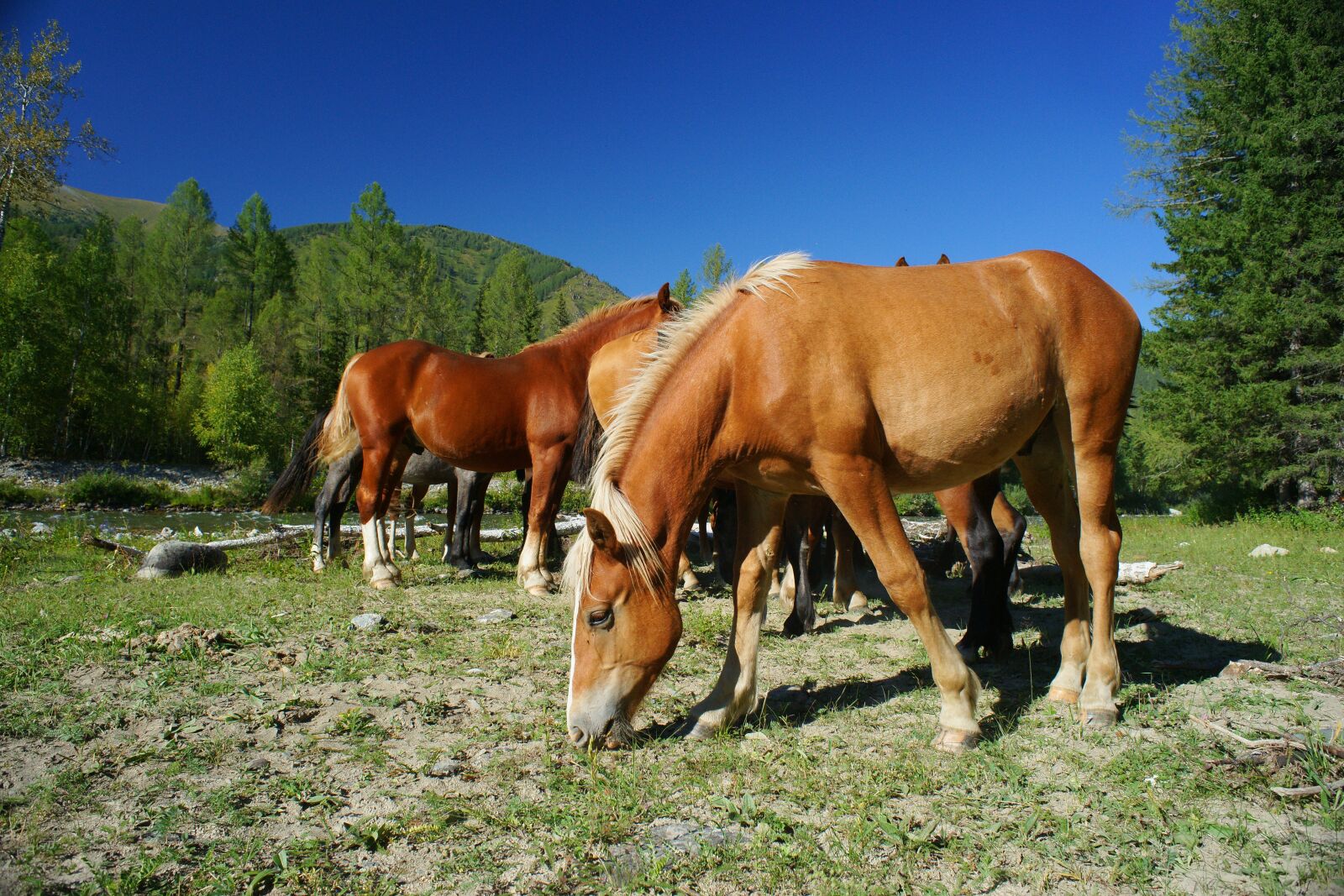 Sony Alpha DSLR-A850 sample photo. Horse, pets, summer photography