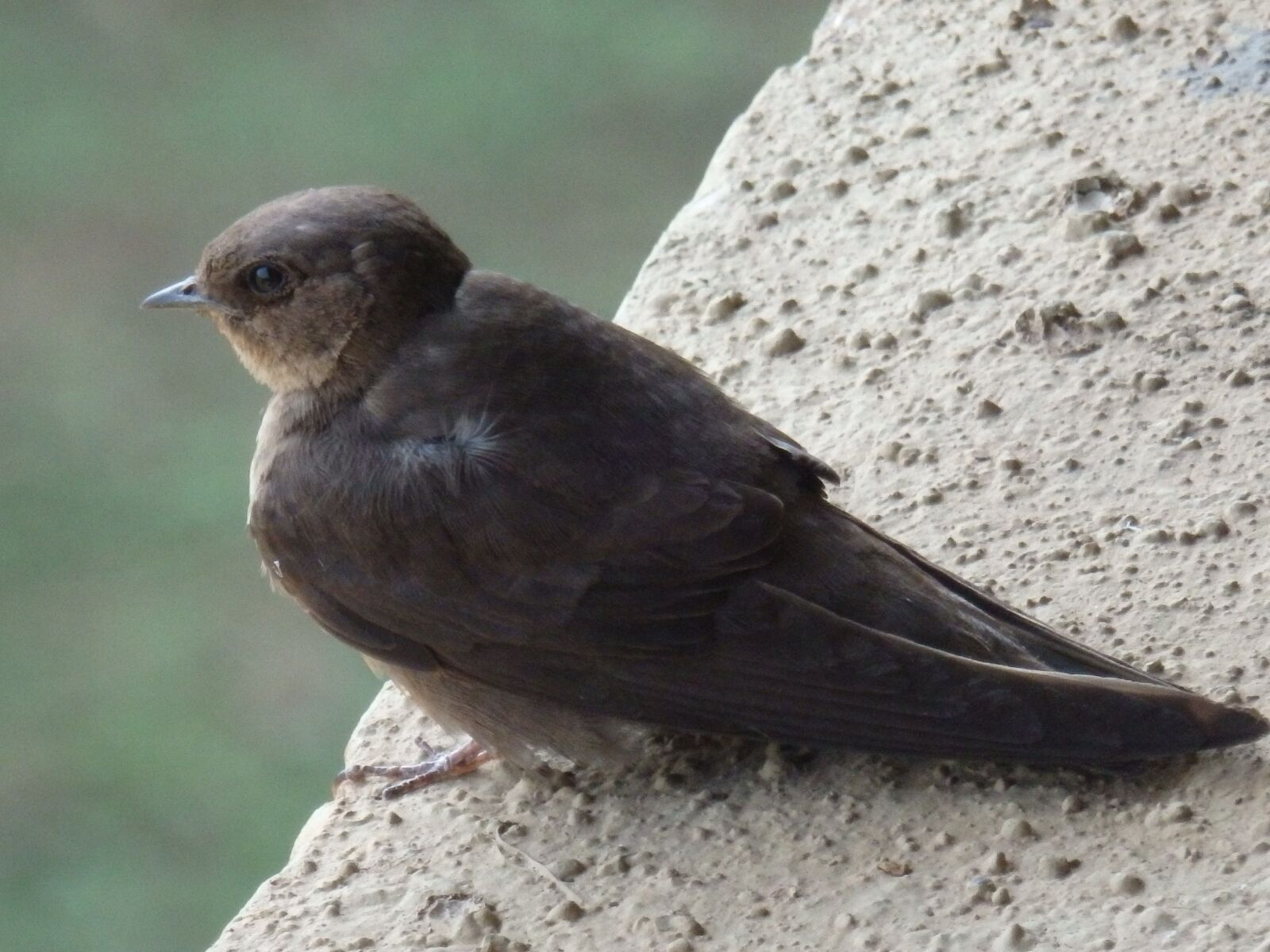 Olympus SZ-16,DZ-105 sample photo. Swift, bird, eyes photography