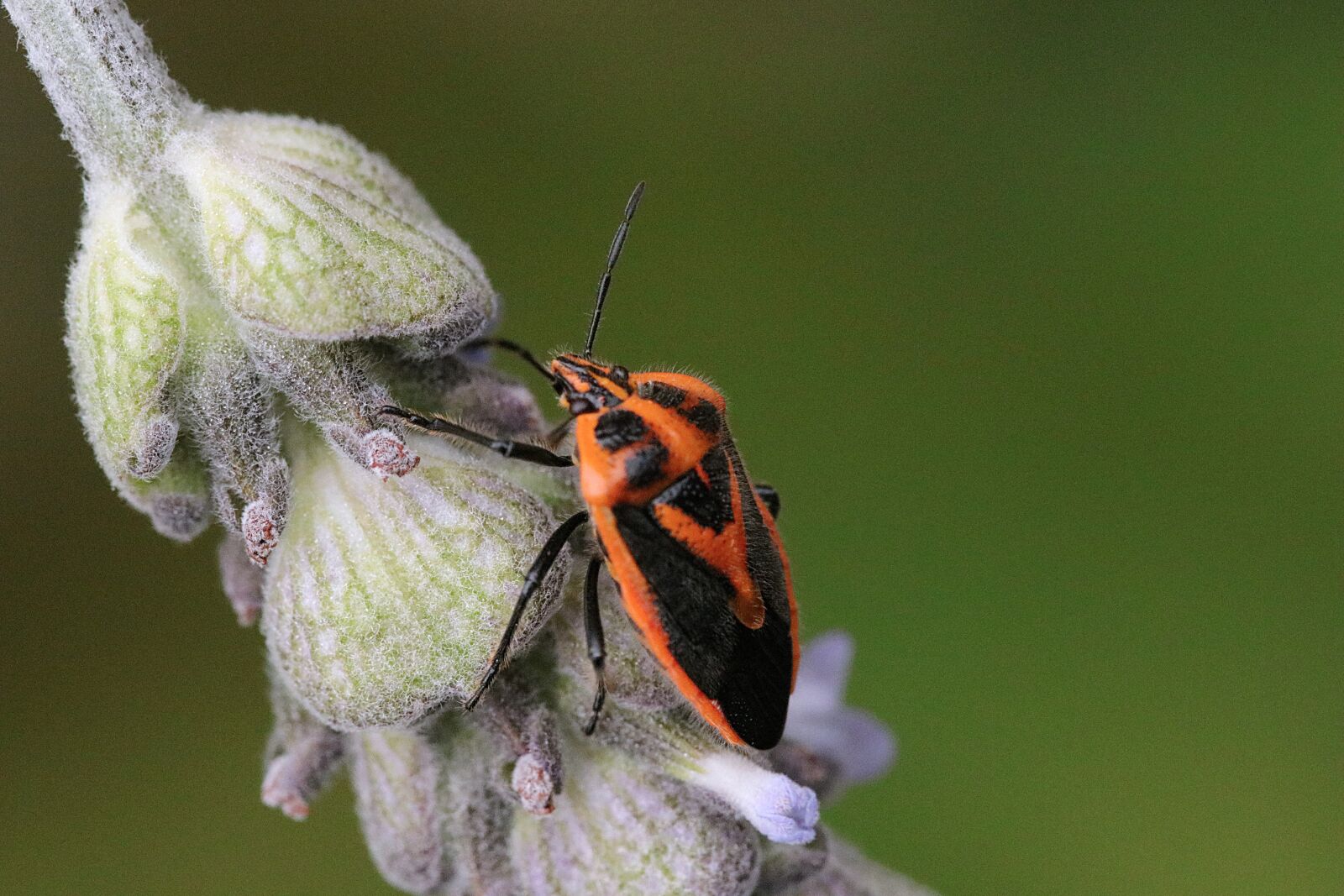 Canon EF 100mm F2.8L Macro IS USM sample photo. Lavender, beetle, insect photography