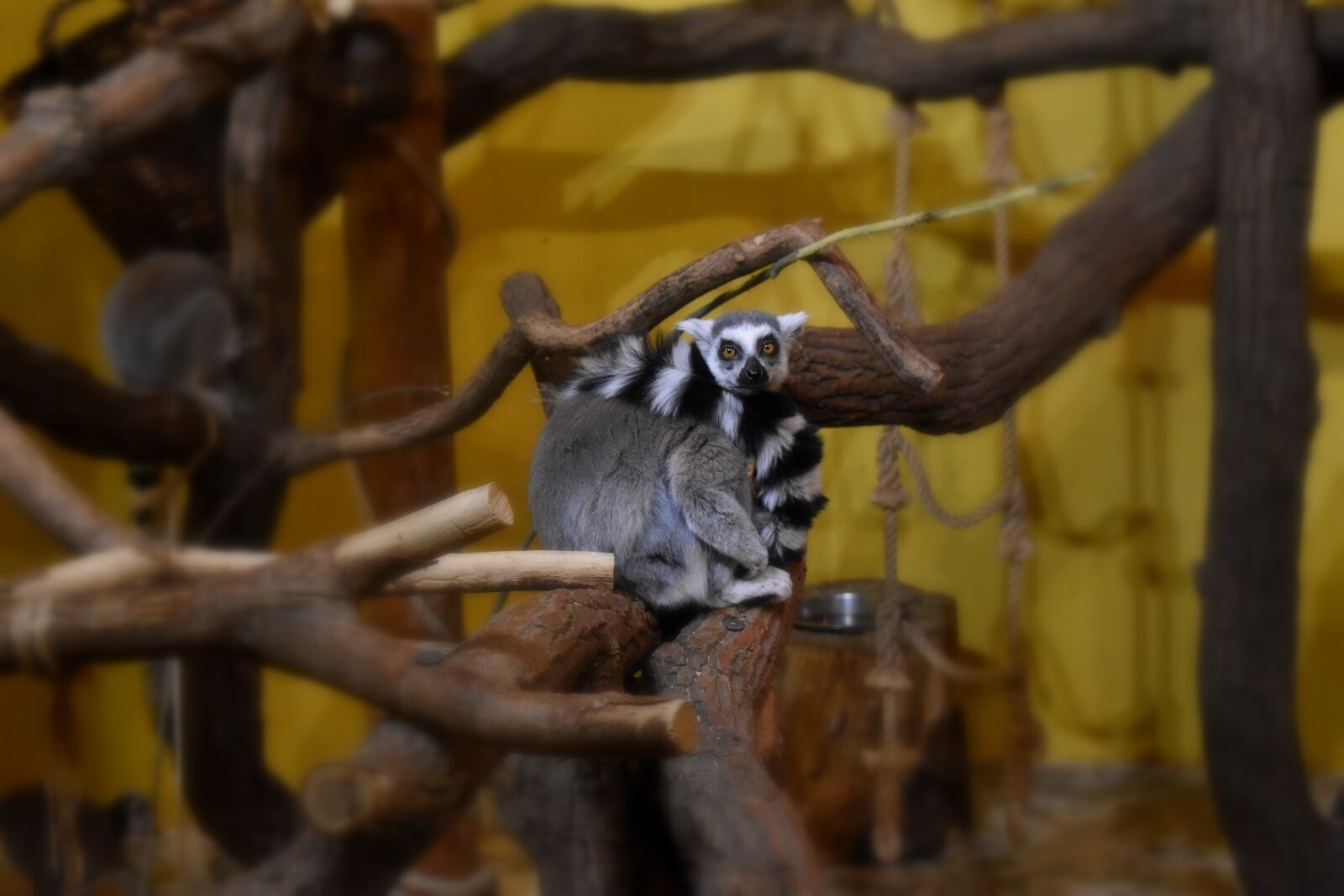 Nikon D3500 sample photo. Lemur kata, madagascar, lemur photography