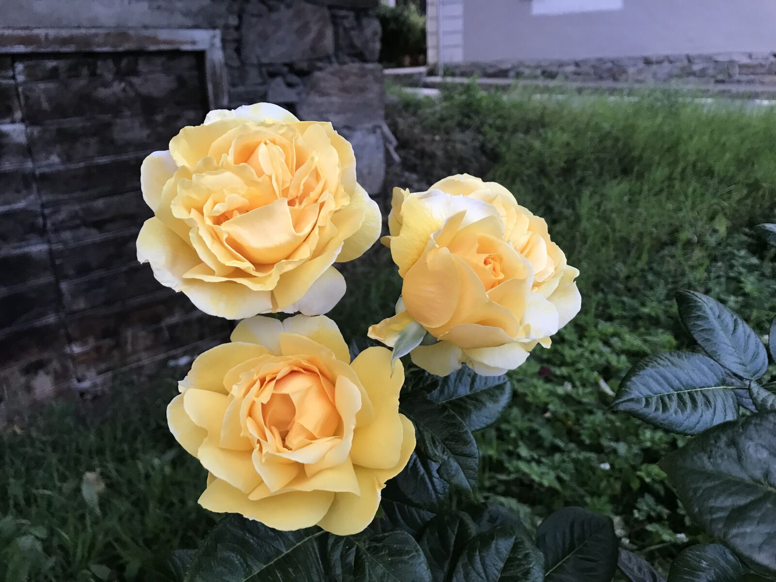 iPhone 7 back camera 3.99mm f/1.8 sample photo. Rose, blossom, bloom photography