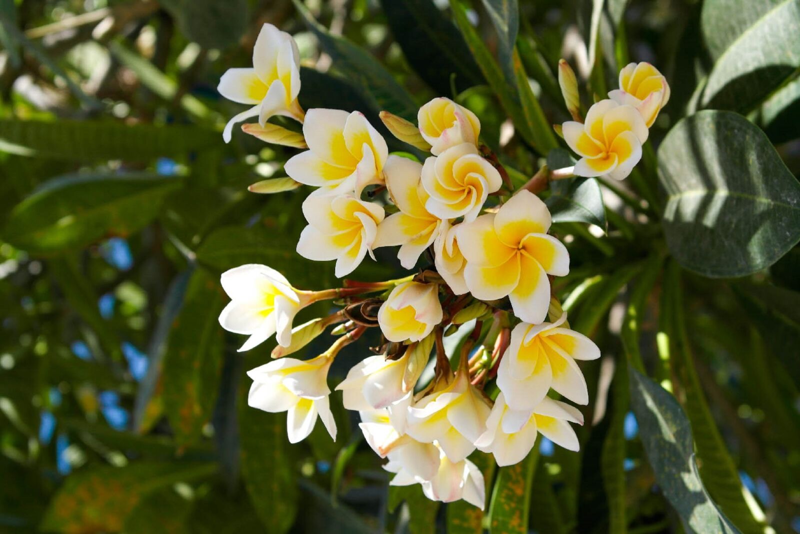 Samsung NX1000 sample photo. Flower, white flower, white photography