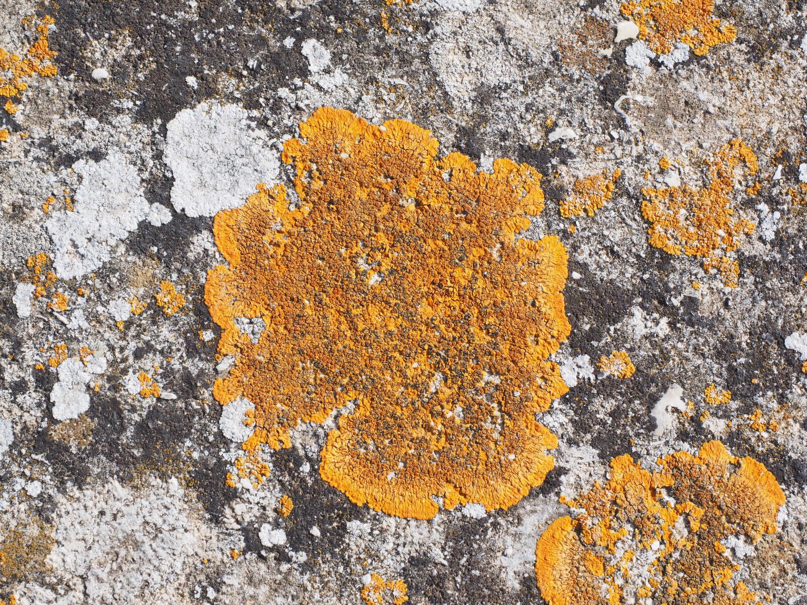 Olympus OM-D E-M1 + Olympus M.Zuiko Digital ED 12-40mm F2.8 Pro sample photo. Lichen, ordinary gelbflechte, xanthoria photography