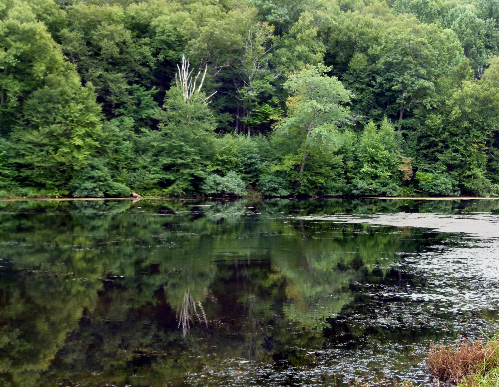 Panasonic Lumix DMC-FZ100 sample photo. Lake, weeds, forest photography