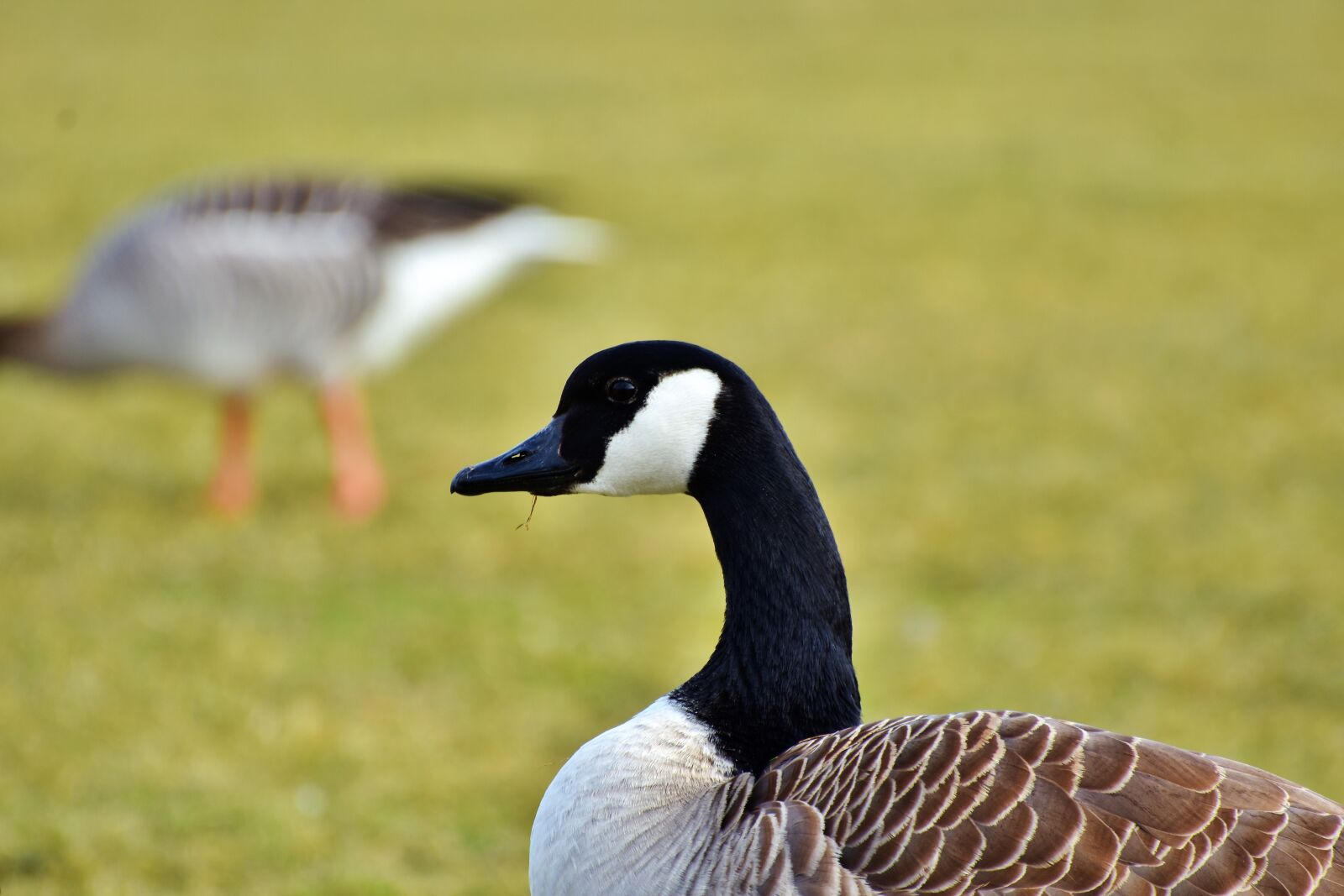 Nikon D7200 sample photo. Goose, wild goose, water photography