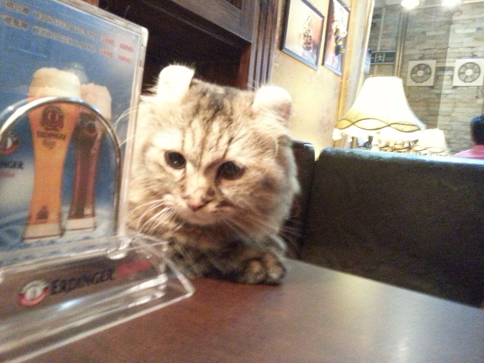 Samsung Galaxy Note2 sample photo. Volume ear cat, cat photography
