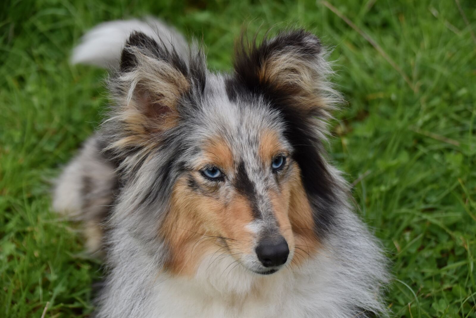 Nikon D5600 sample photo. Dog, bitch, shetland sheepdog photography