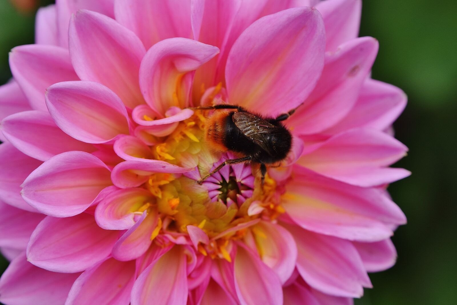 Nikon D7200 sample photo. Dahlia, hummel, dahlias photography
