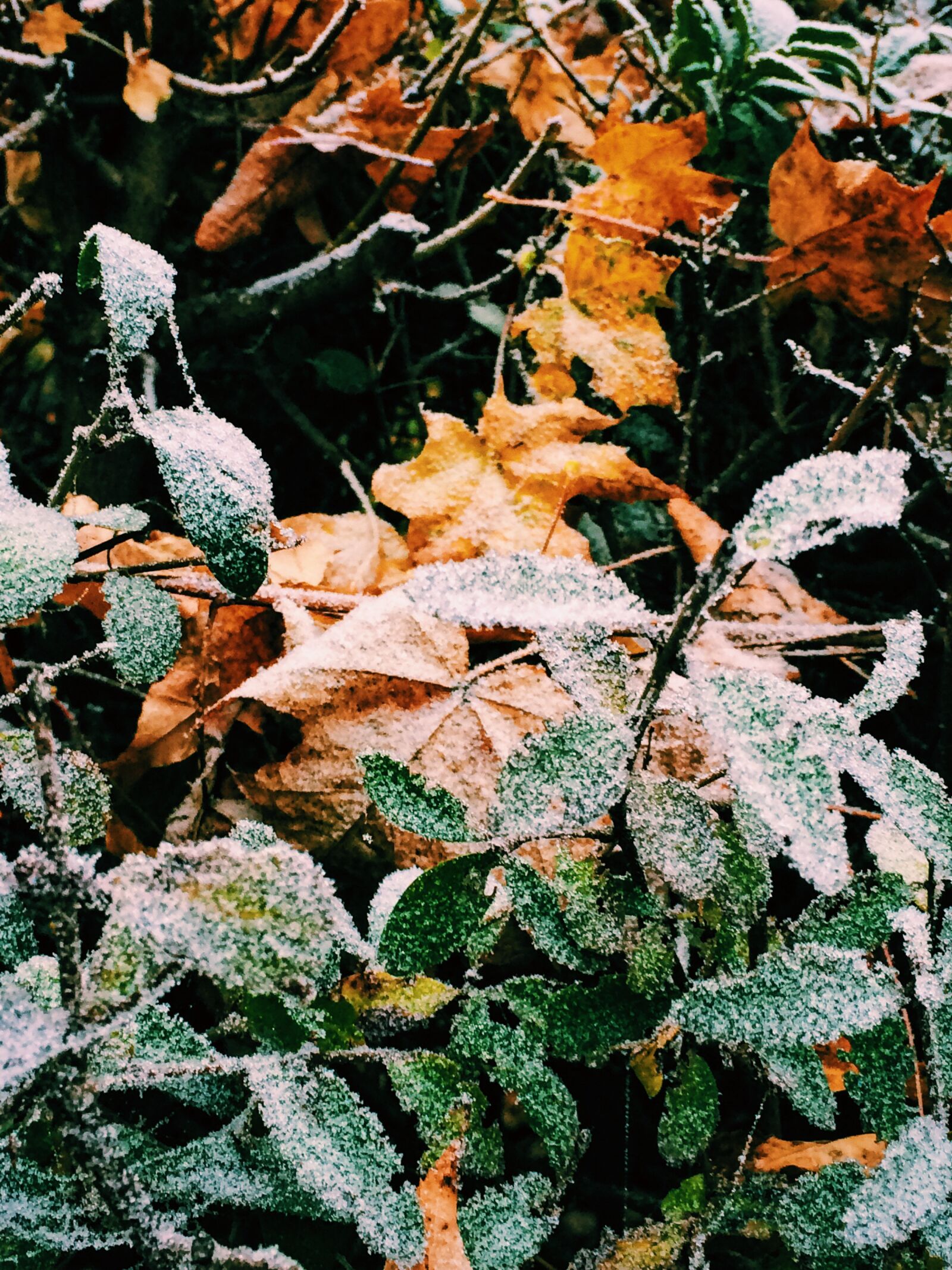 Apple iPhone 5s sample photo. Frozen, ice, leaves, nature photography