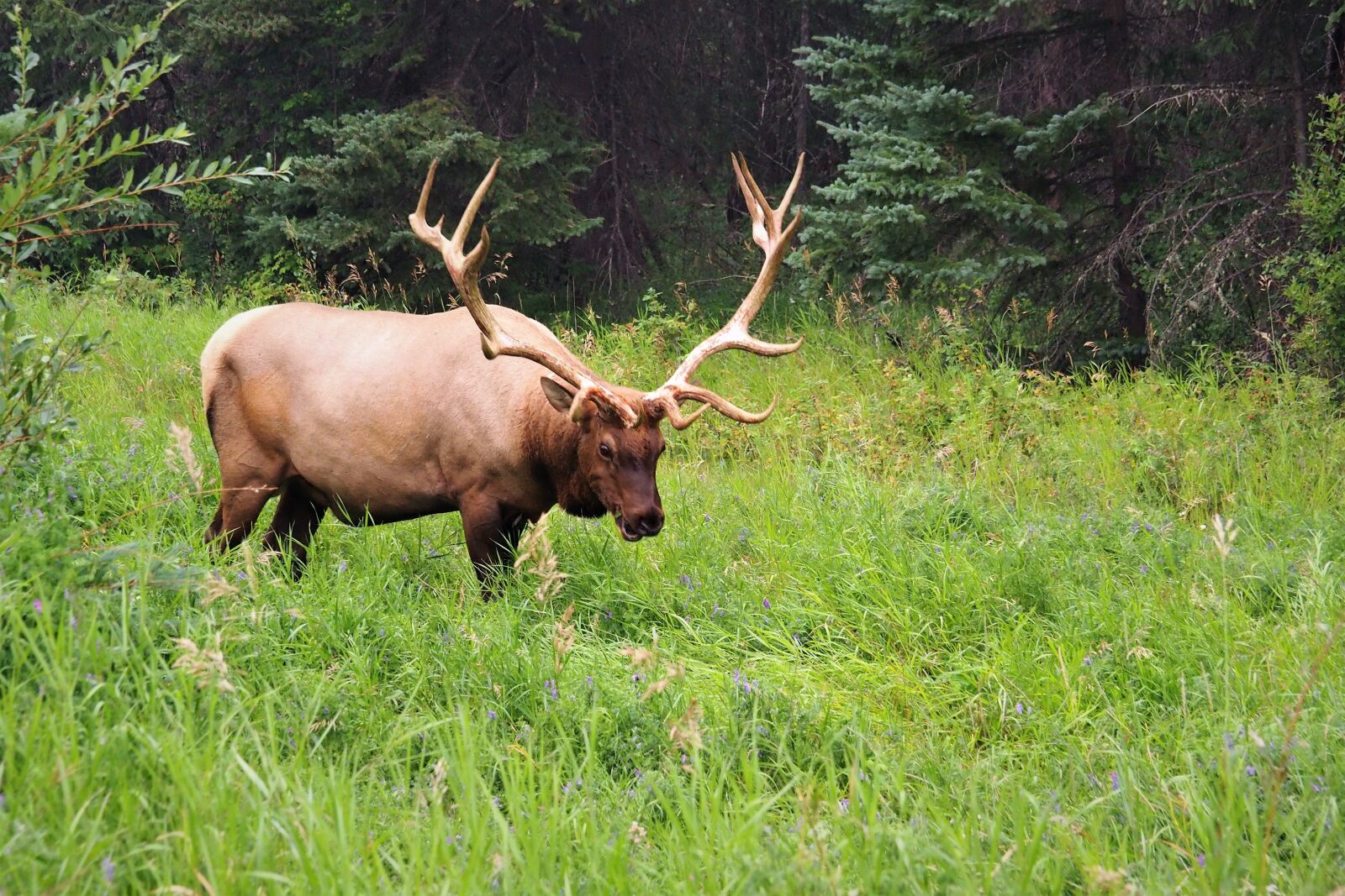 Olympus OM-D E-M10 III sample photo. Elk, grazing, lush green photography