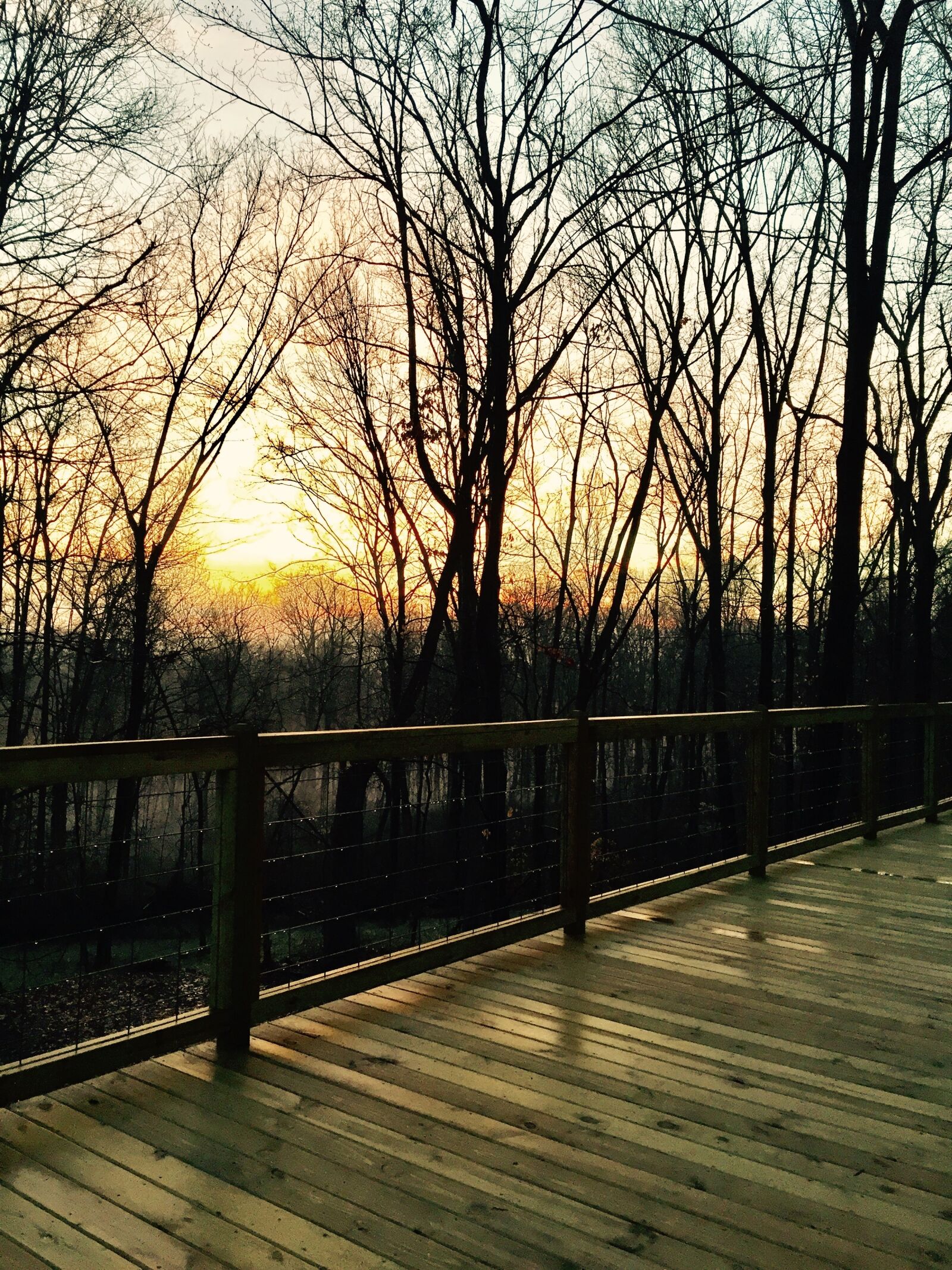 Apple iPhone 6 sample photo. Woods, sunrise, loving life photography