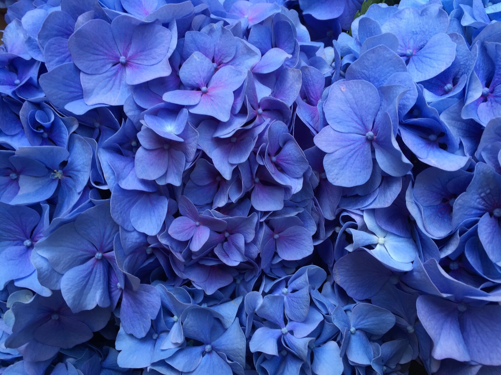 Apple iPhone 6 sample photo. Hydrangea, flowers, hortensia photography