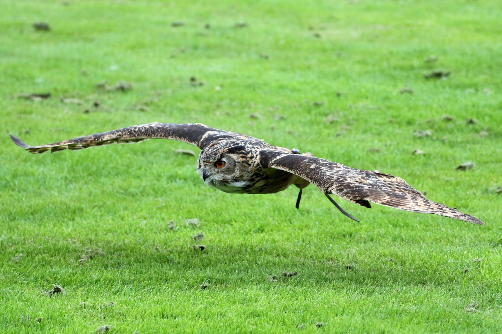 Canon EOS 7D Mark II sample photo. Eurasian eagle owl, eagle photography