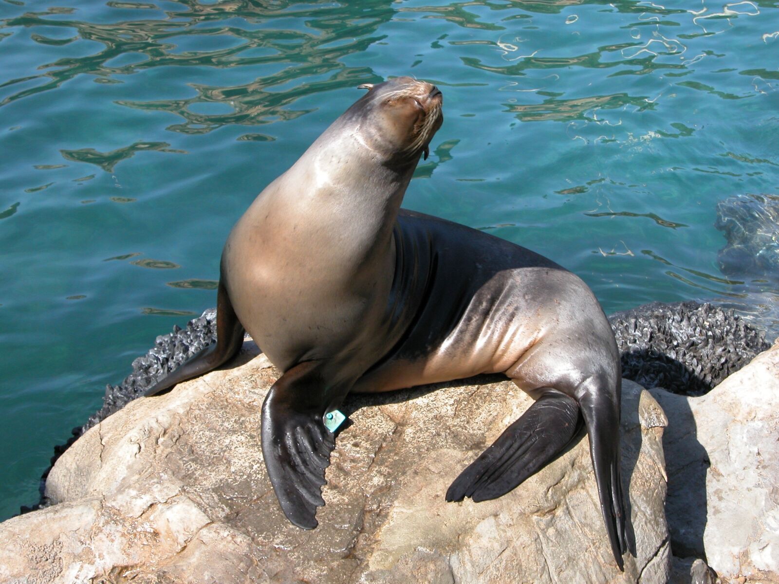 Nikon E5700 sample photo. Seal, animal, aquarium photography