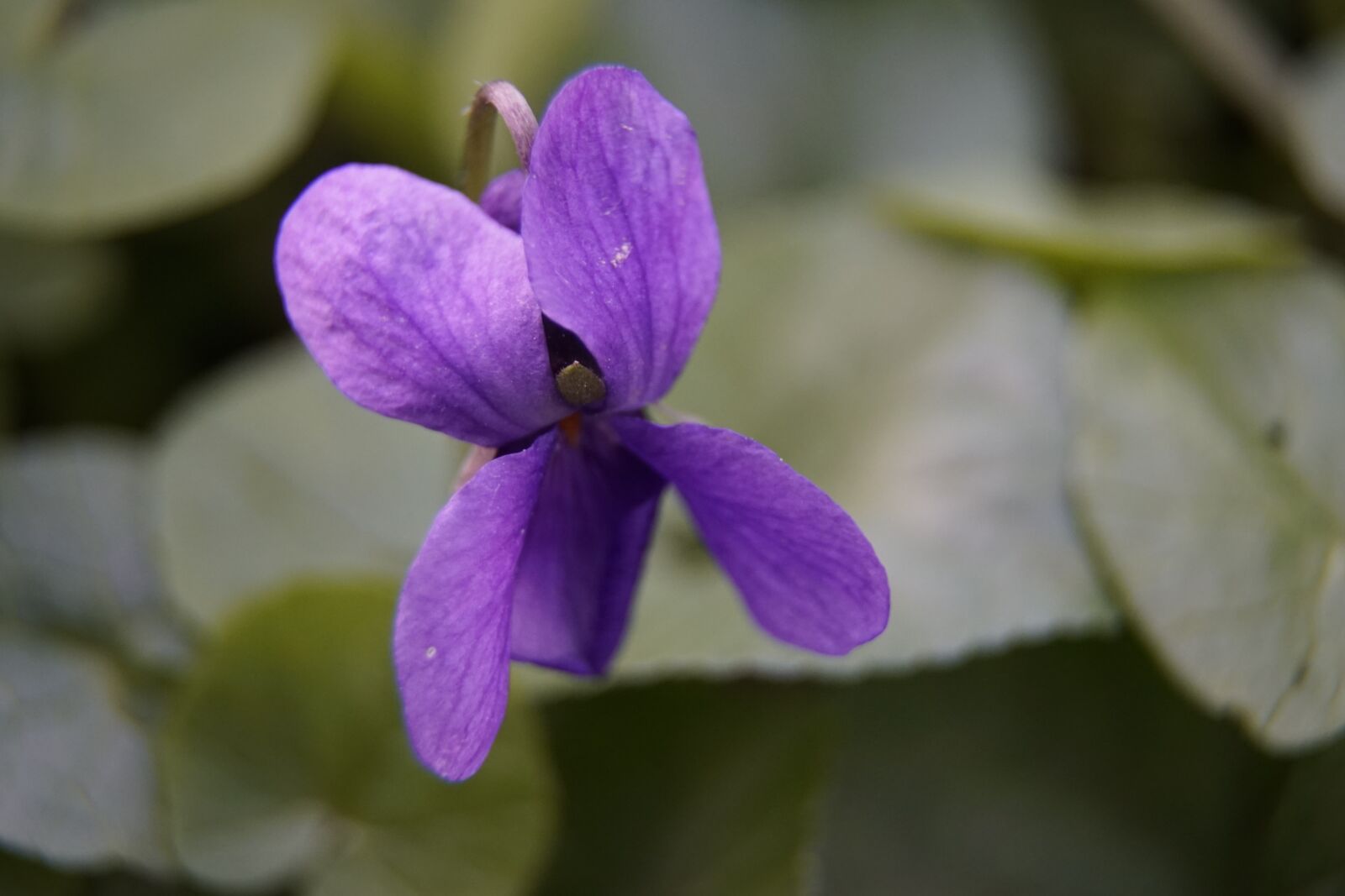 Sony a7R II + Sony E PZ 18-105mm F4 G OSS sample photo. Violet, forest, flower photography