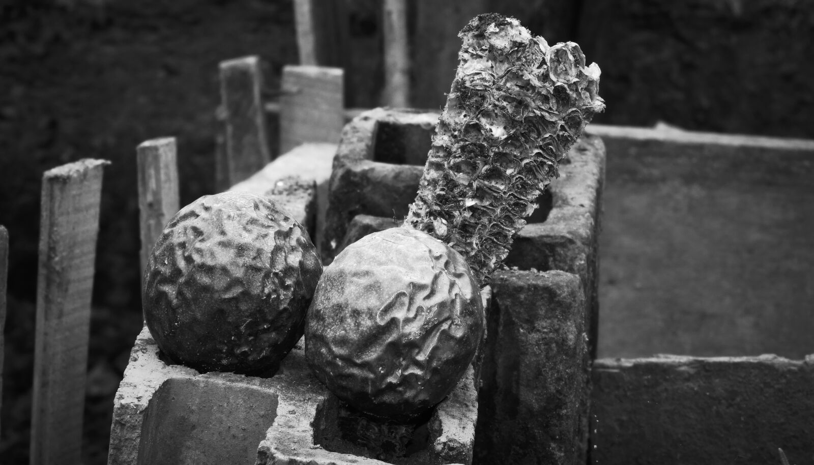 Nikon Coolpix B700 sample photo. Black and white, tusa photography