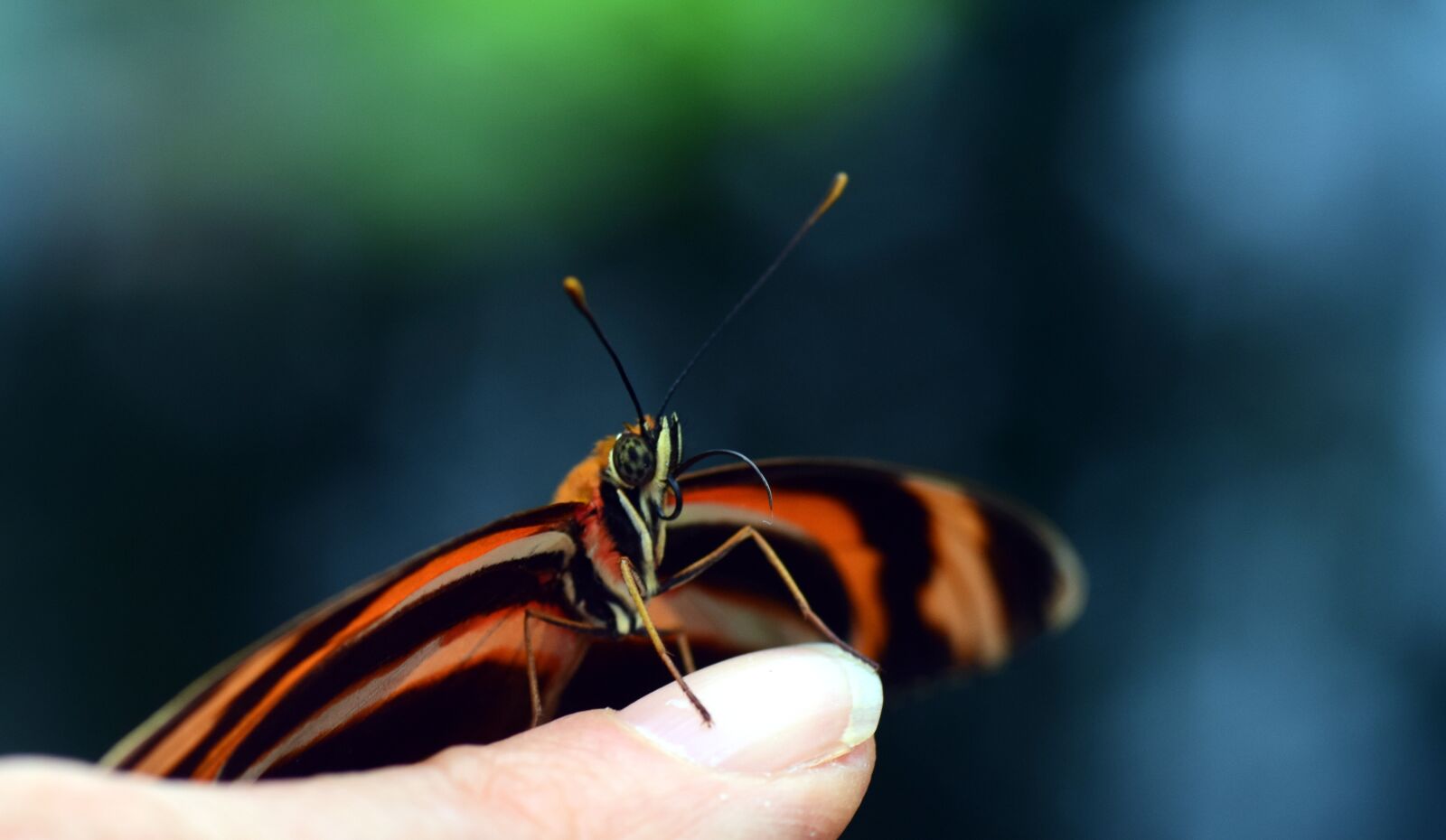 Nikon D3300 sample photo. Butterfly, small, tender photography