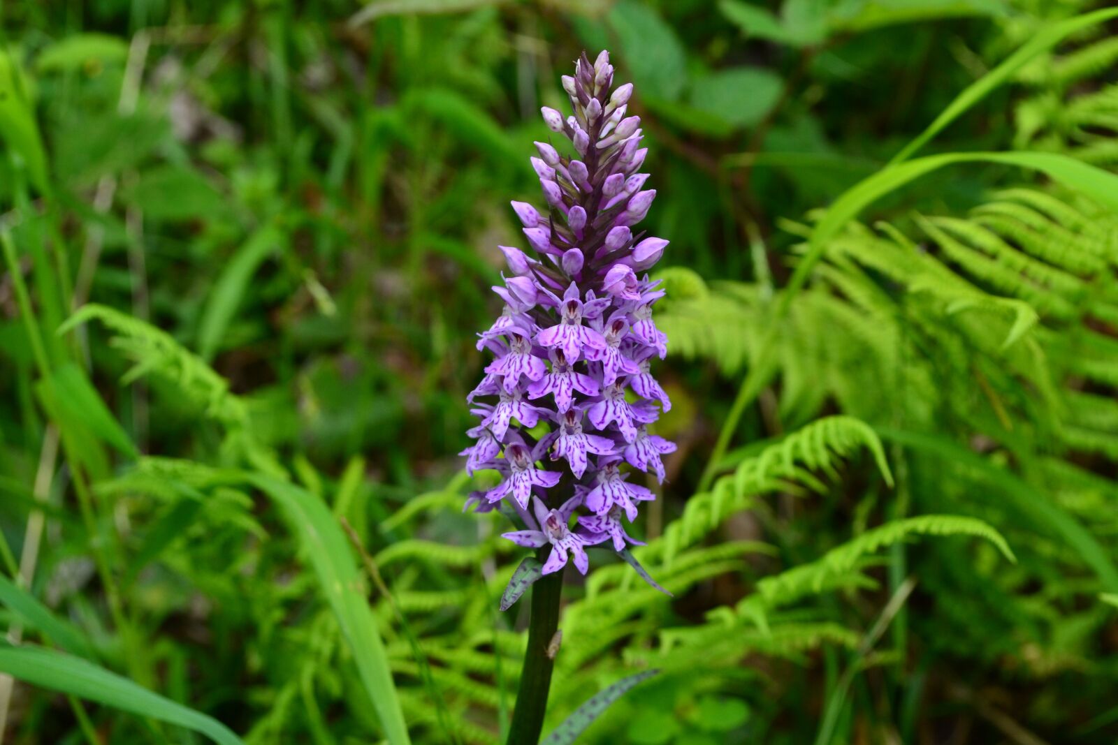 Nikon D3100 sample photo. Common spotted orchid, orchid photography