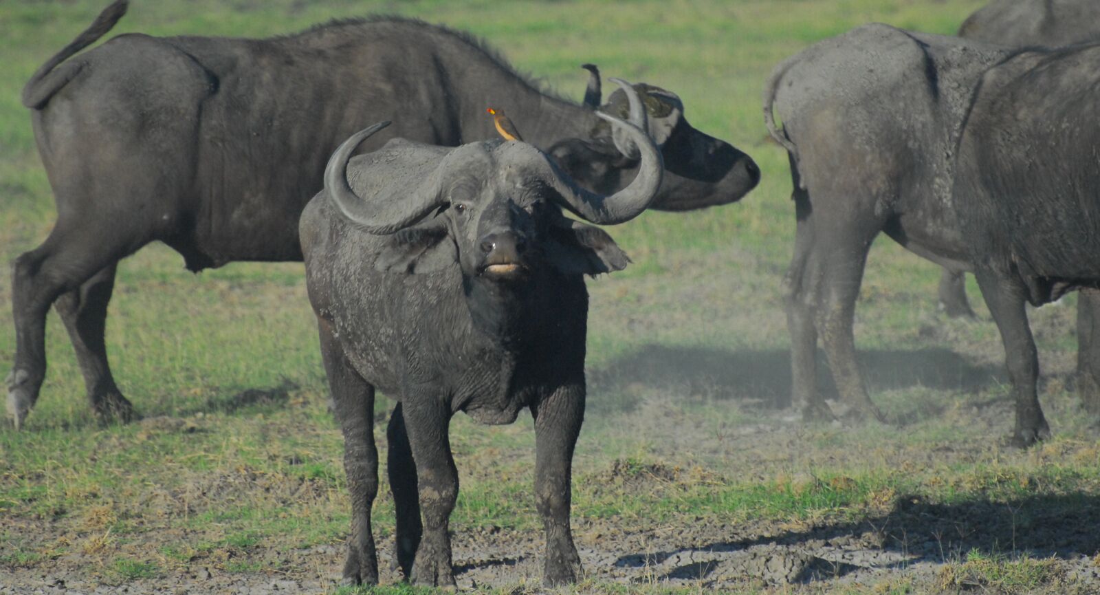 Nikon D200 sample photo. Buffalo, african buffalo, africa photography