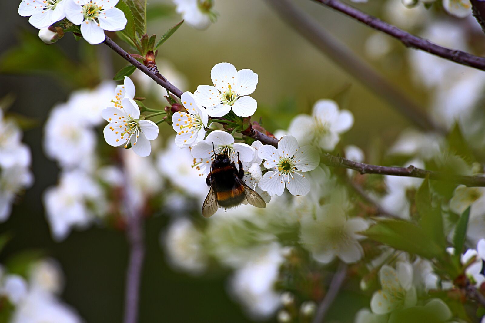 Canon EOS 6D sample photo. Flower, nature, cherry photography