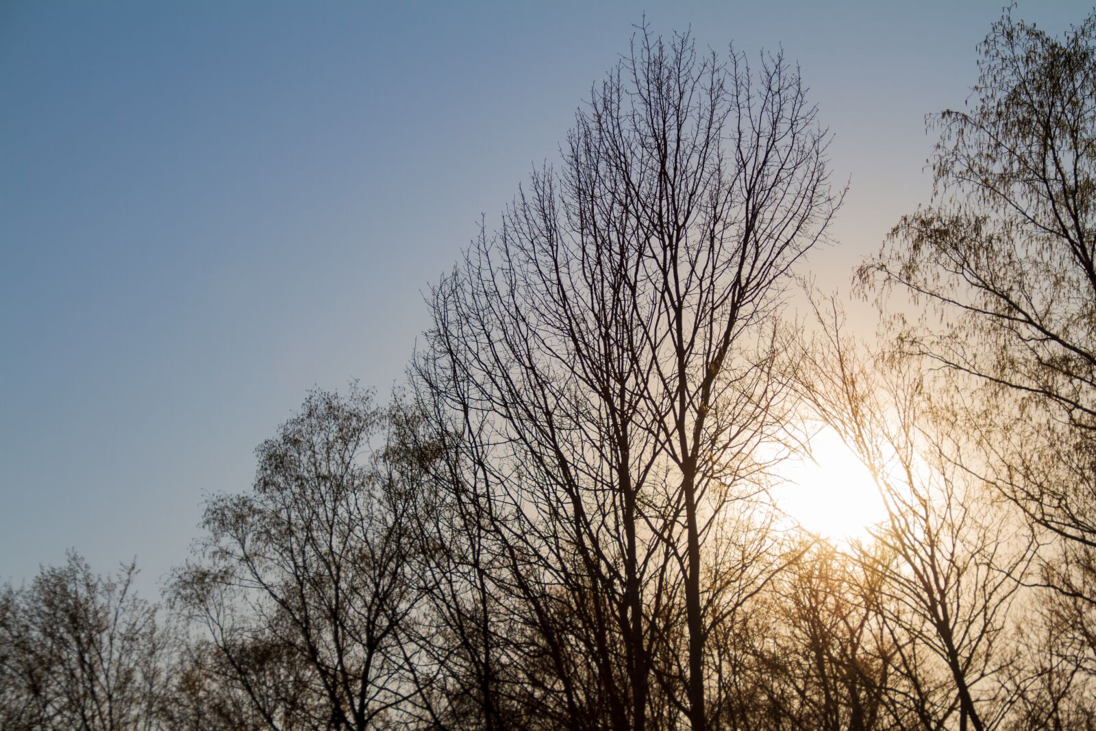 Canon EOS 7D sample photo. Trees, sun, backlighting photography