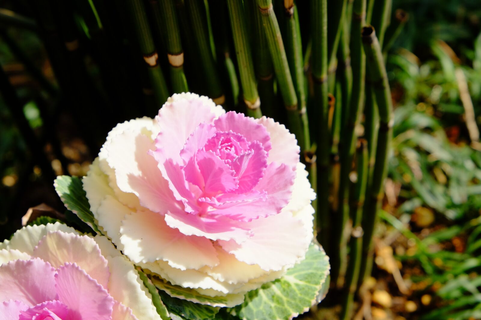 Fujifilm X-T10 sample photo. Peony, flower, pink photography