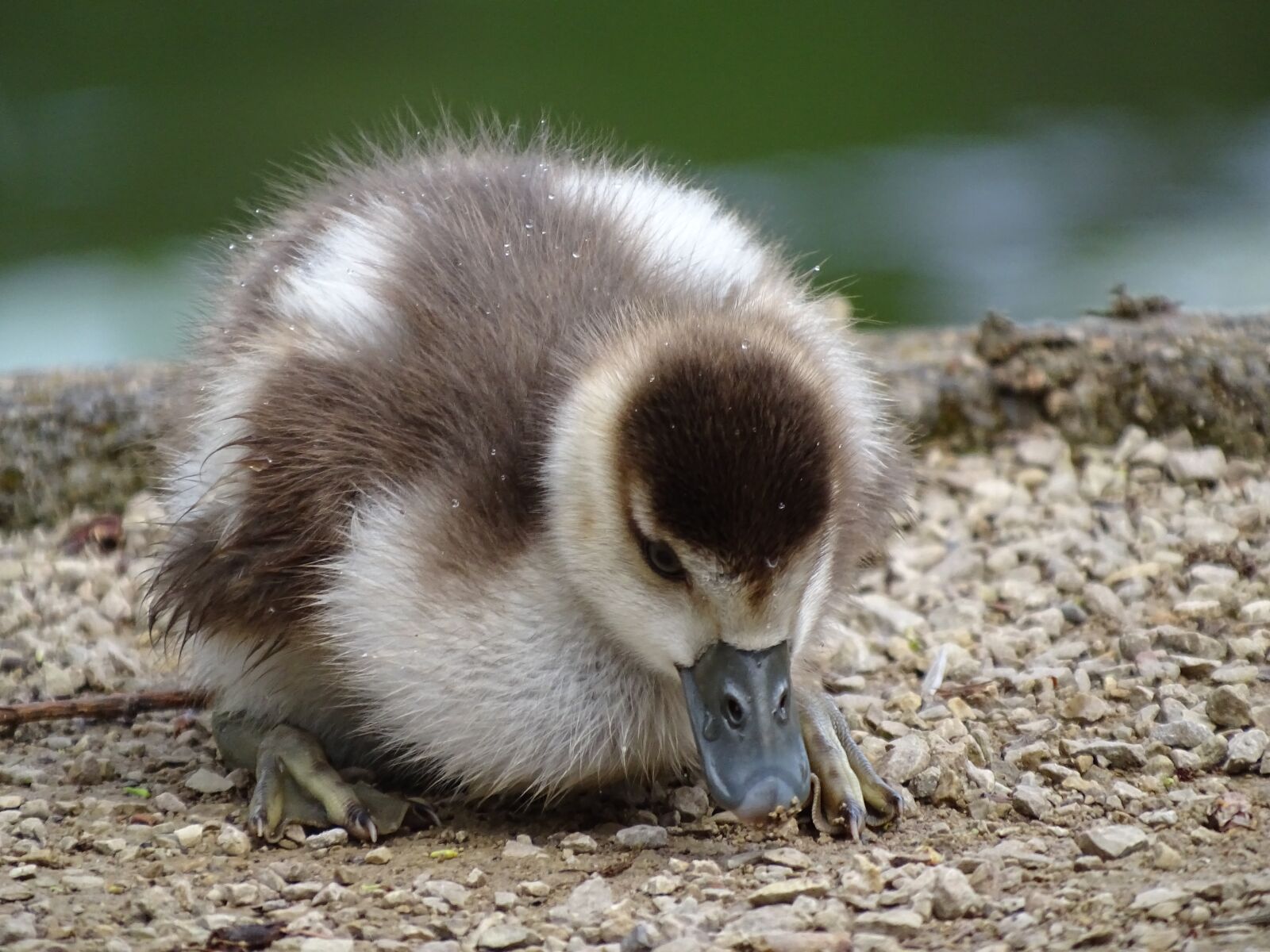 Sony Cyber-shot DSC-HX400V sample photo. Nilgans, jungtierm chicks, water photography