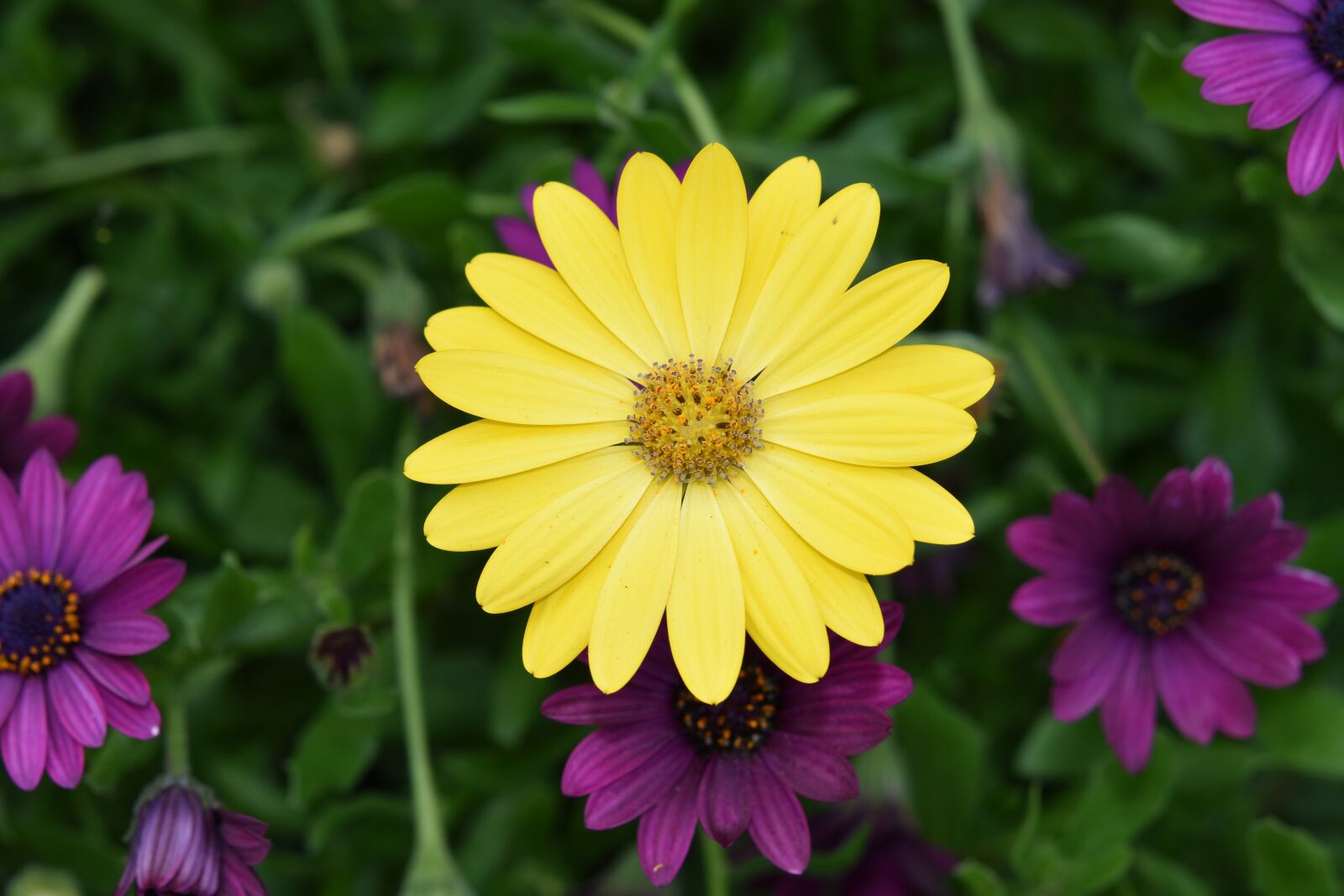 Nikon D5600 sample photo. Flower, flower color yellow photography