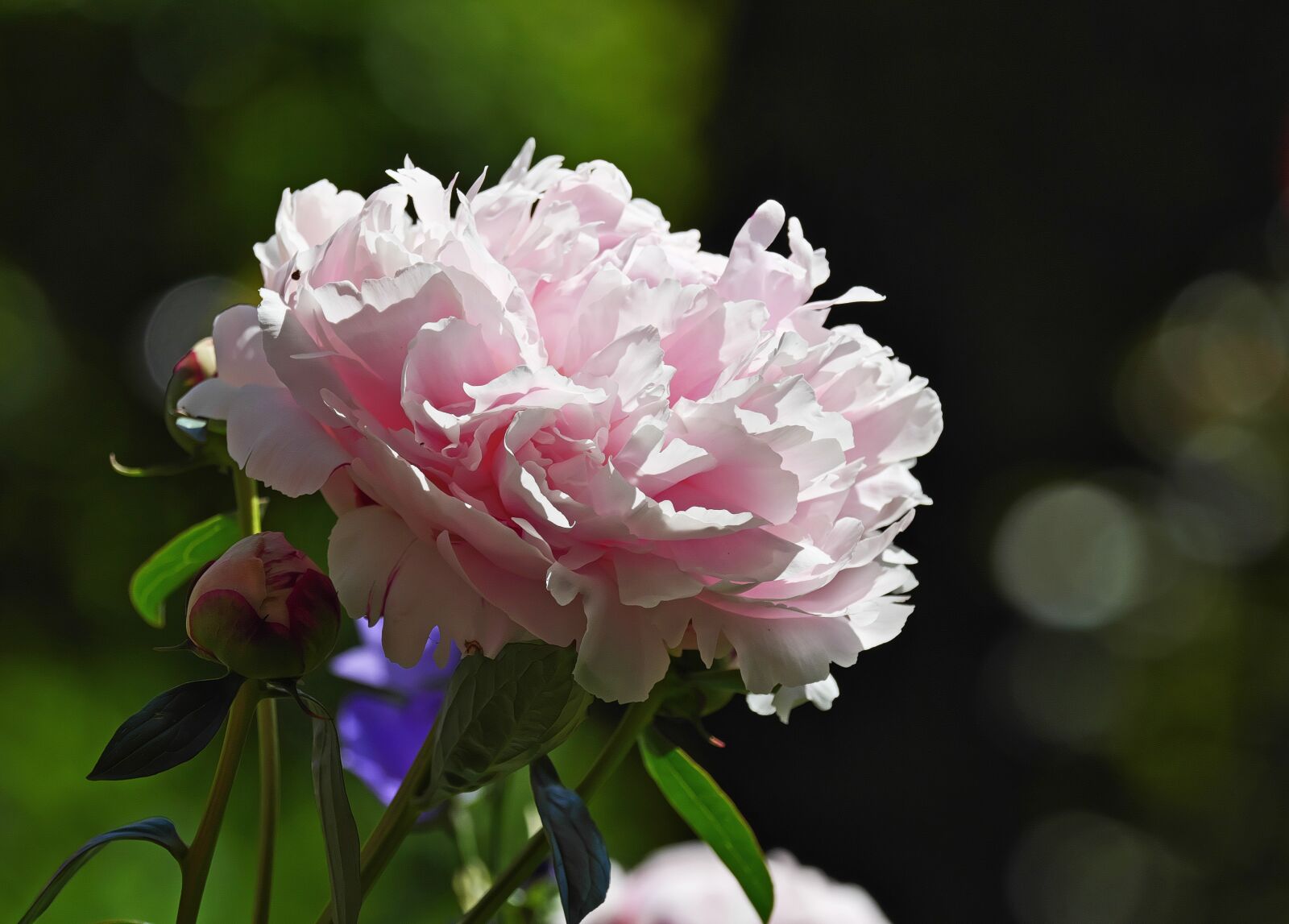 Panasonic Lumix DC-G9 sample photo. Peony, blossom, bloom photography
