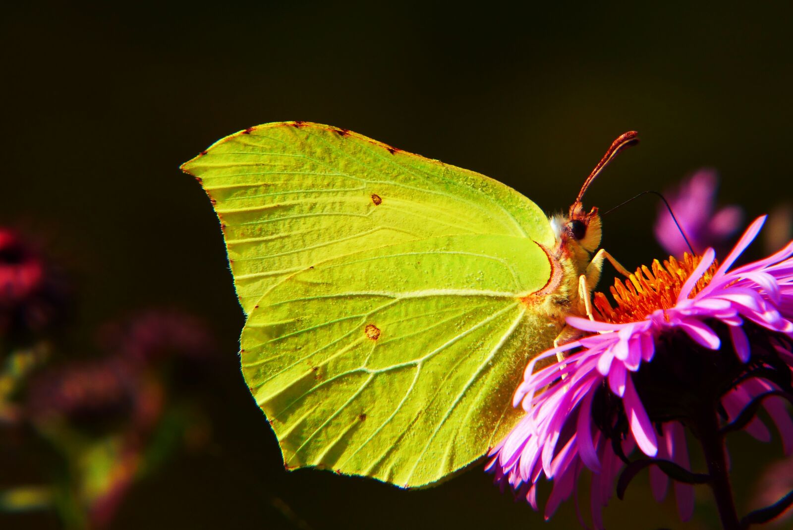 Panasonic Lumix DMC-FZ200 sample photo. Latolistek sulphur butterfly, insect photography