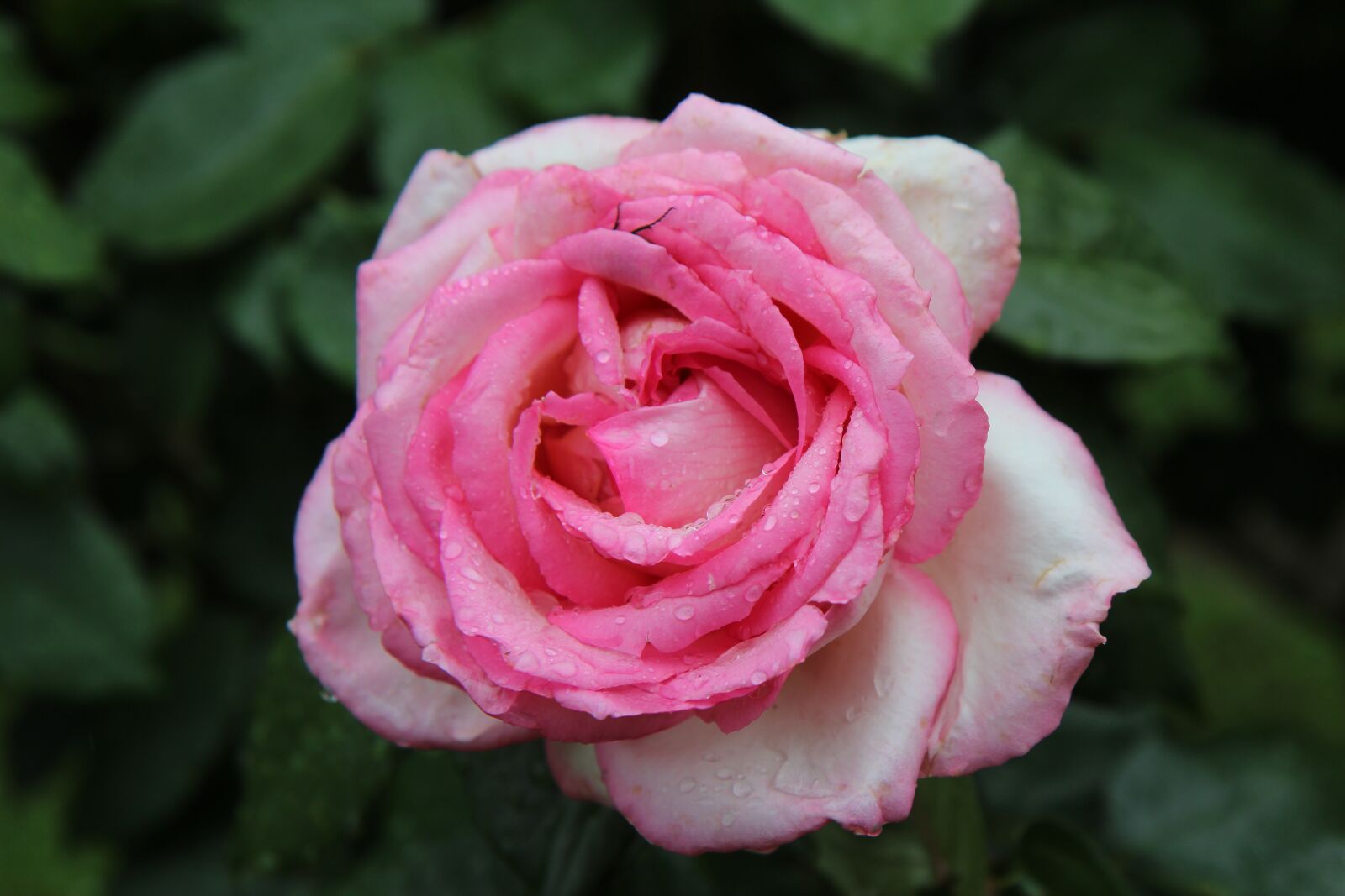 Canon EOS 600D (Rebel EOS T3i / EOS Kiss X5) sample photo. Pink, rosebush, pink rose photography