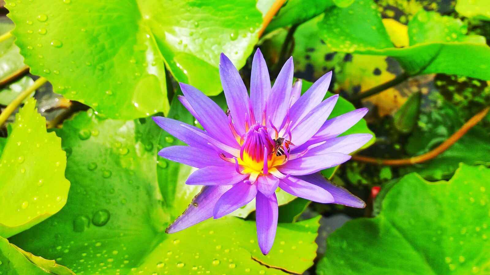 Samsung Galaxy J5 sample photo. Lotus flowers, lotus, lotus photography