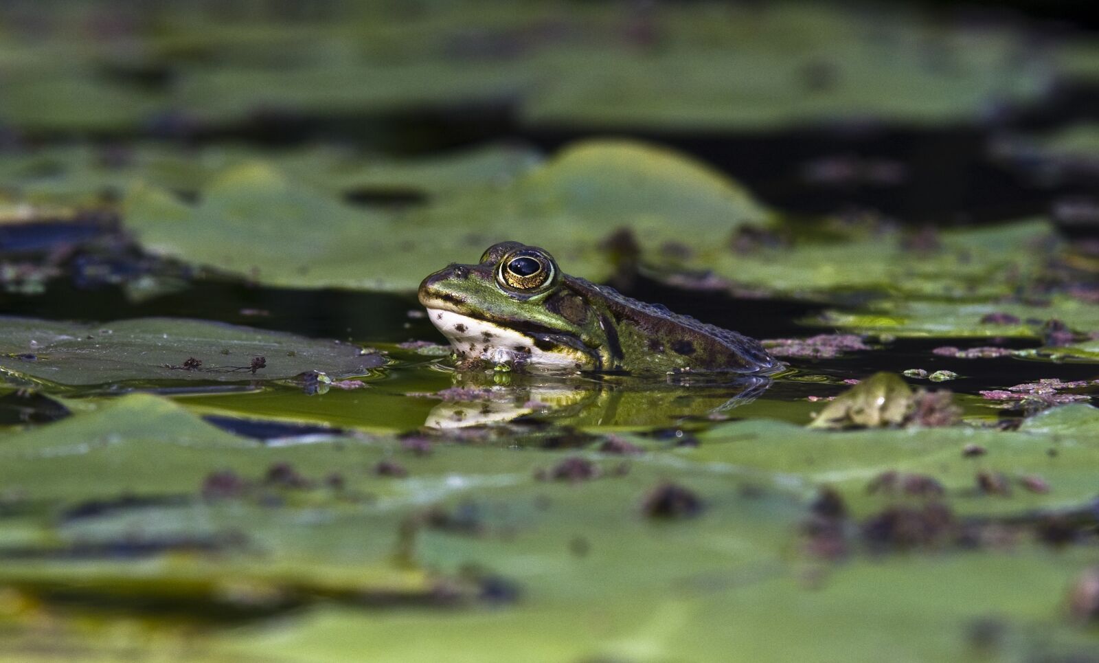 Pentax K-30 sample photo. Frog, pond, close up photography