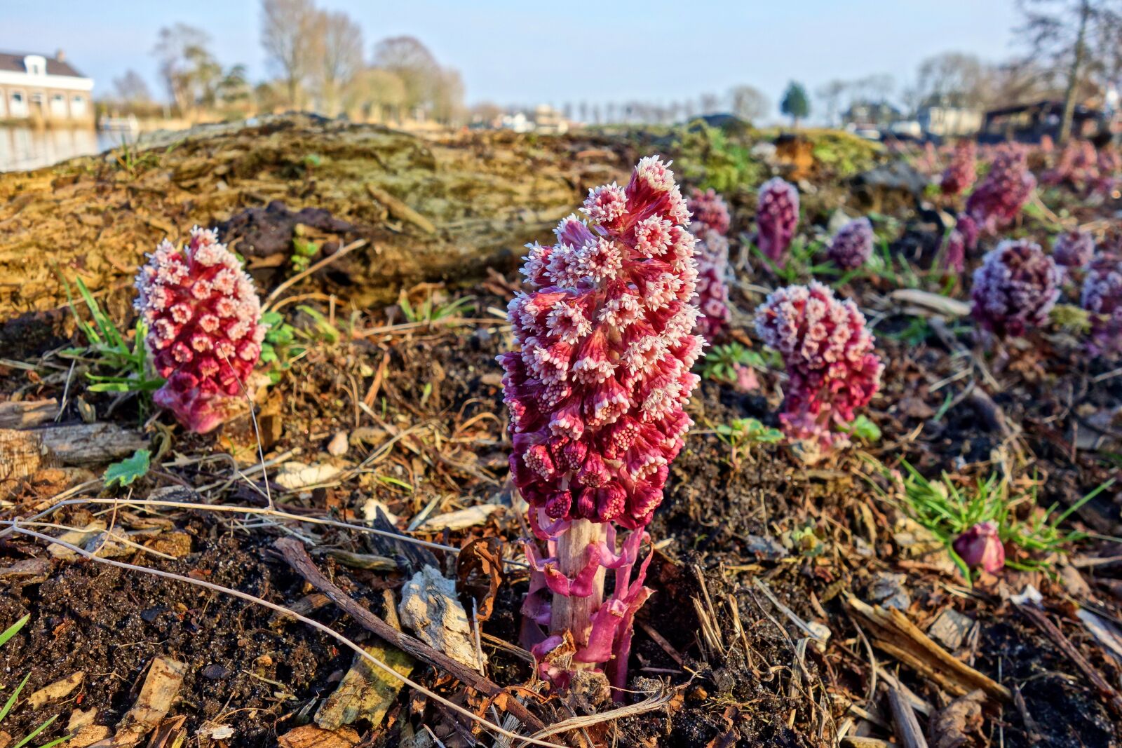 Sony Cyber-shot DSC-RX100 sample photo. Butterbur, flower, plant photography