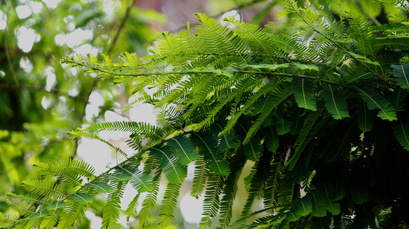 Canon EOS 700D (EOS Rebel T5i / EOS Kiss X7i) sample photo. Nature, leaves, trees photography