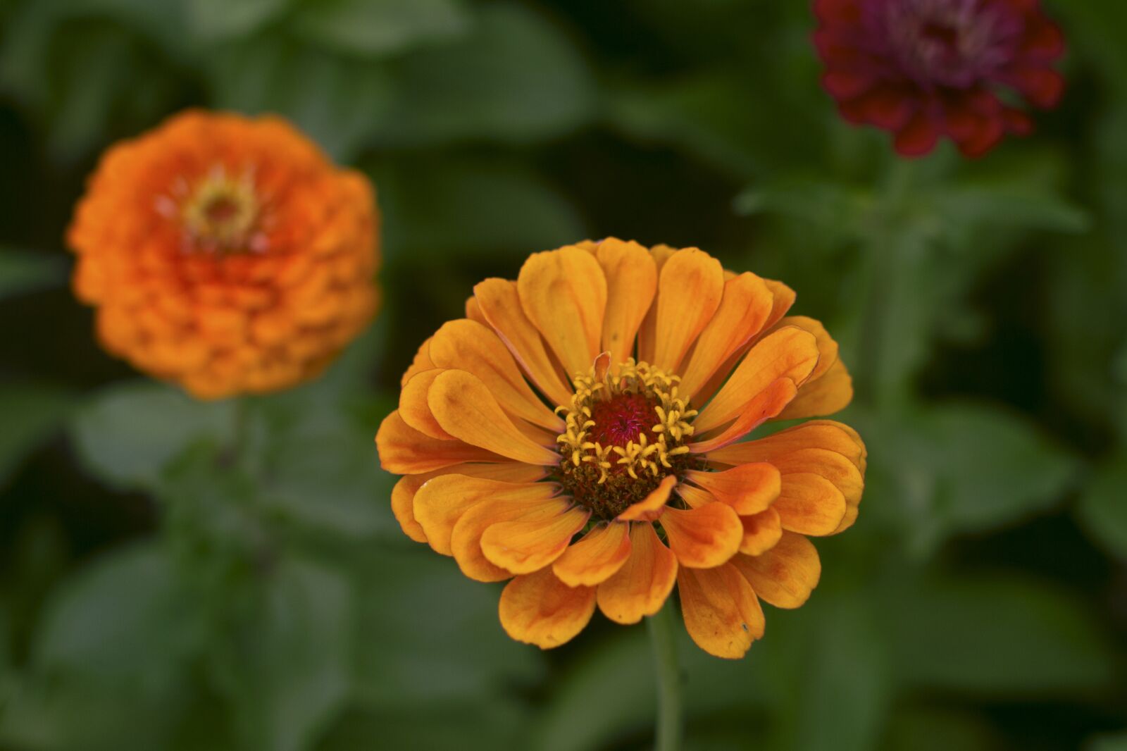 Canon EOS 550D (EOS Rebel T2i / EOS Kiss X4) sample photo. Flower, blossom, orange photography
