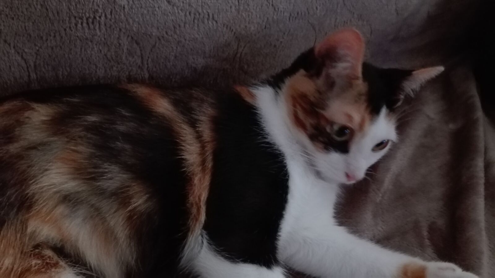 HUAWEI P8 Lite sample photo. Cat, animals, game photography