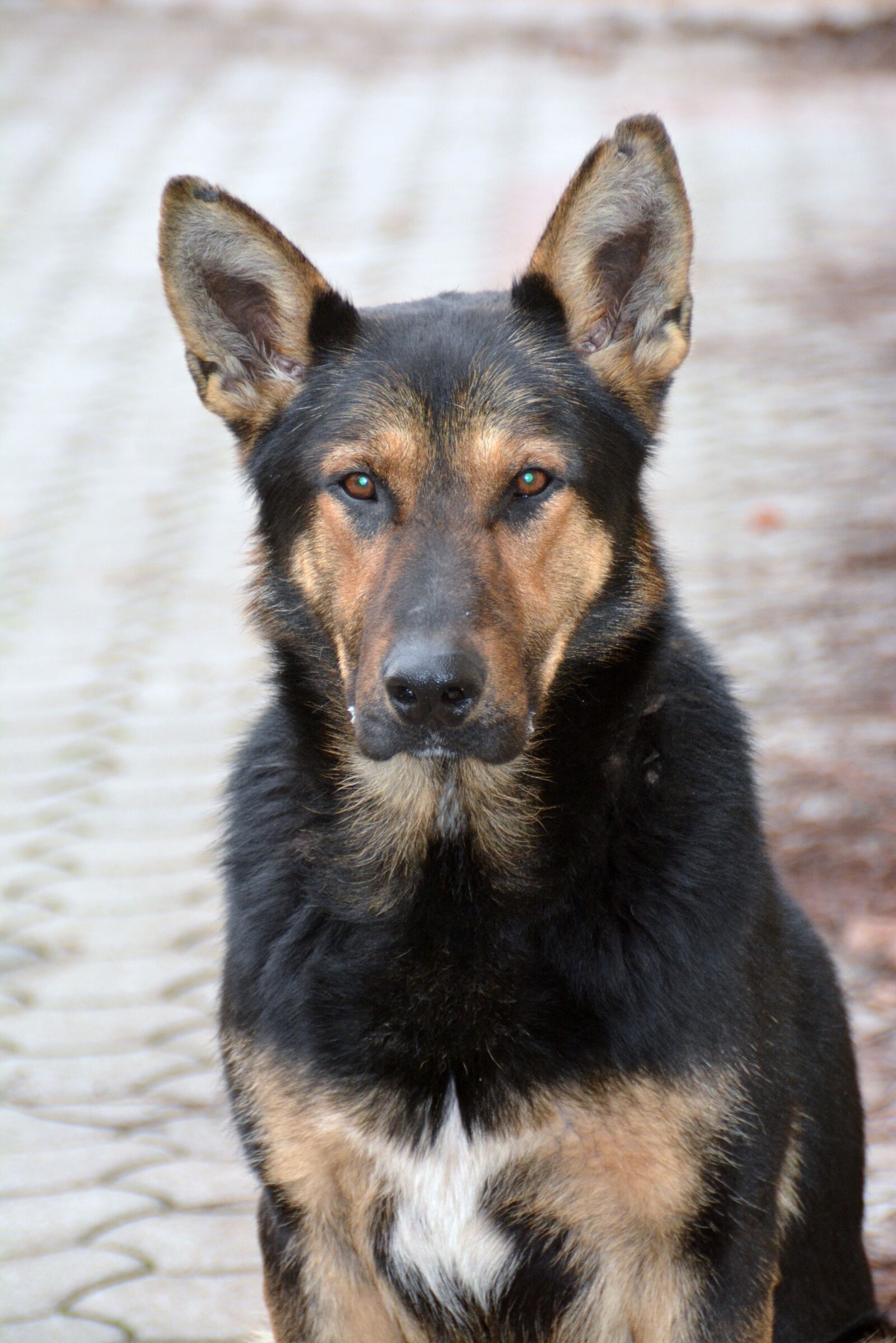 Nikon D5200 sample photo. Dog, mammal, canidae photography