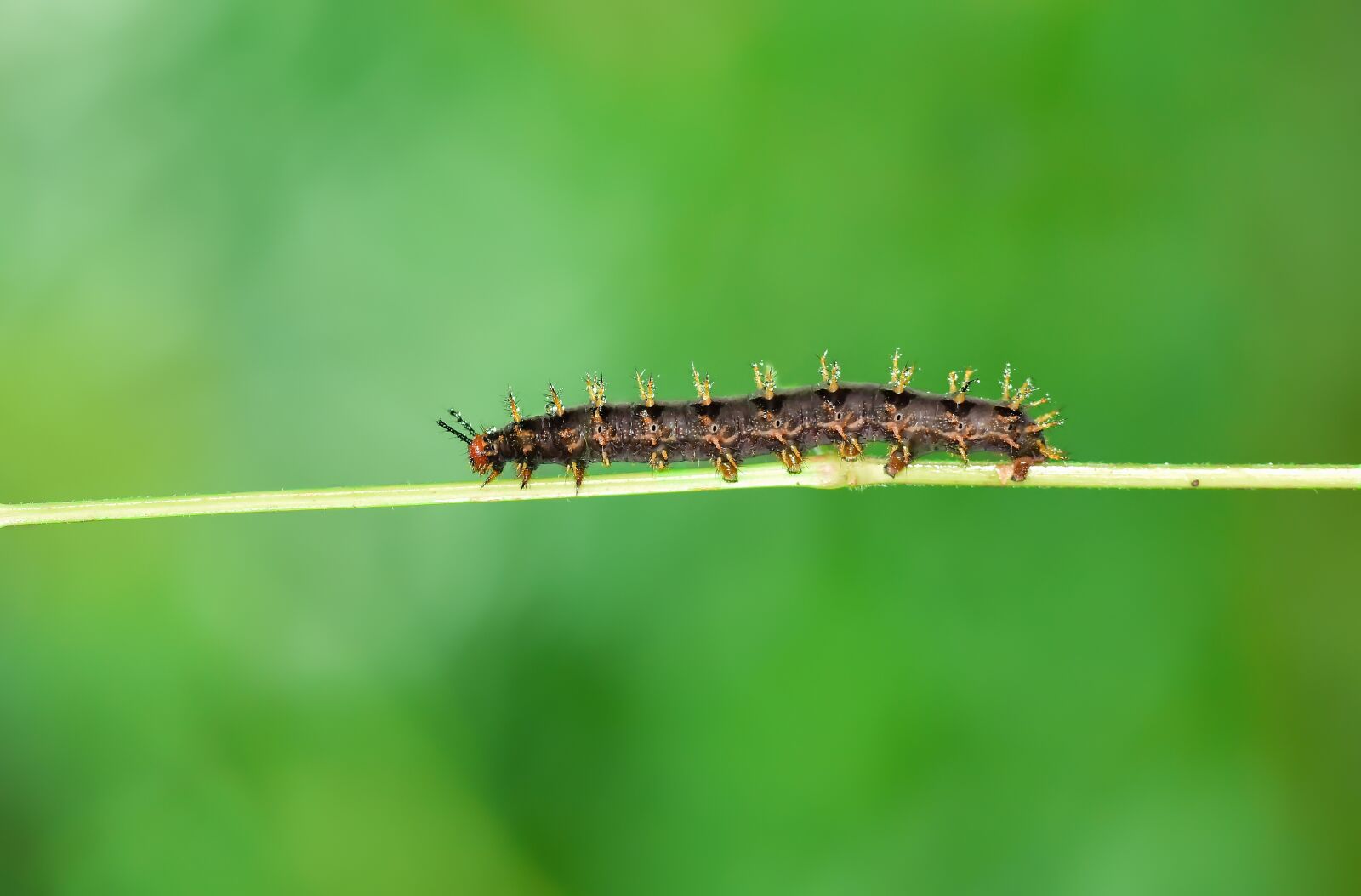 Nikon D810 sample photo. Caterpillar, macro, wallpaper photography
