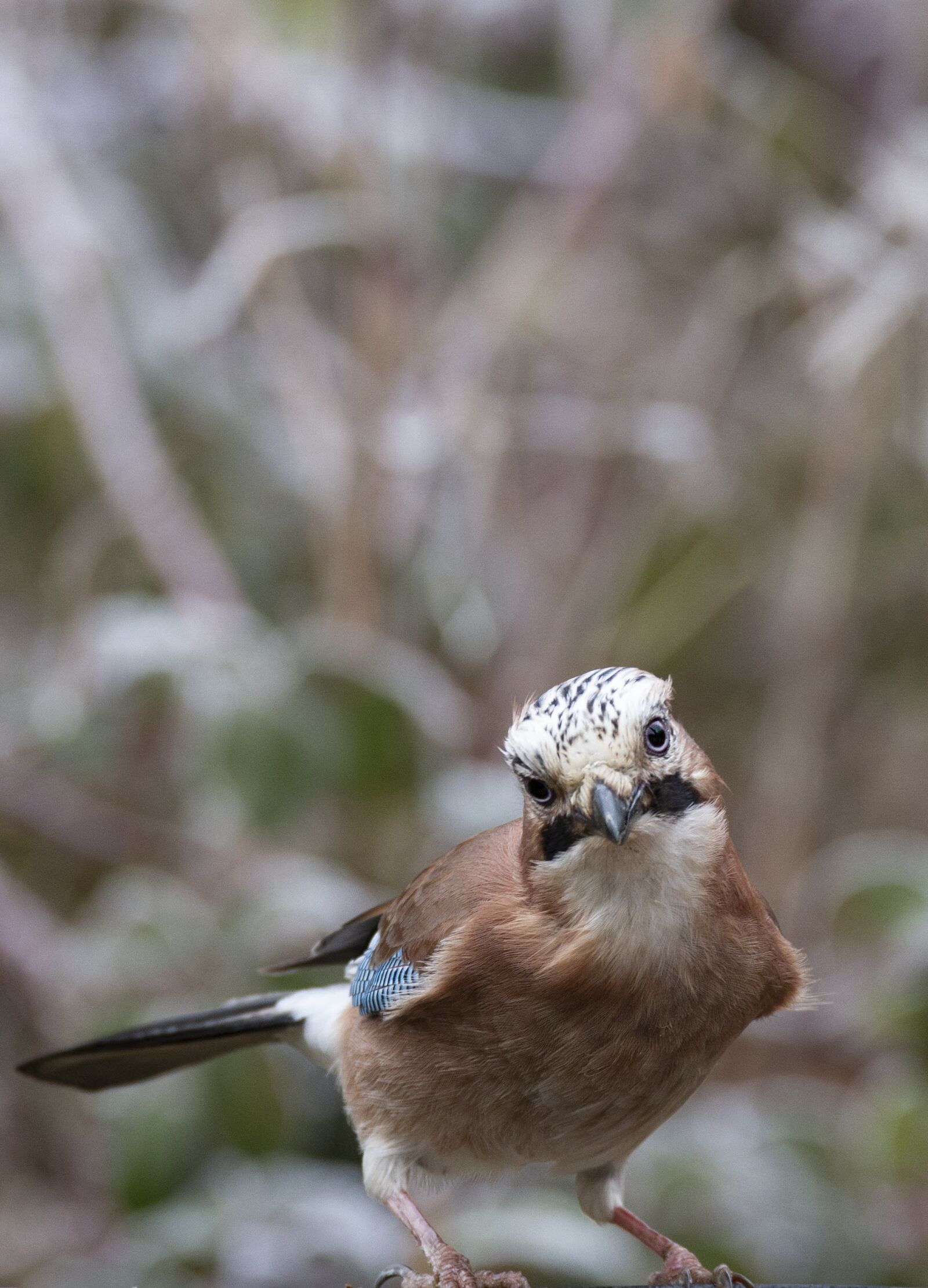 Canon EOS 7D sample photo. Jay, crow of, bird photography