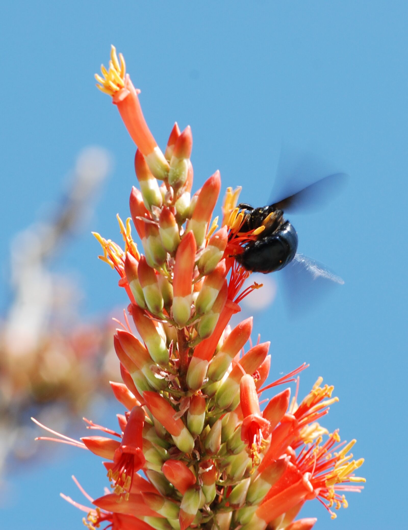 Nikon D80 sample photo. Flowers, blossoms, bee photography