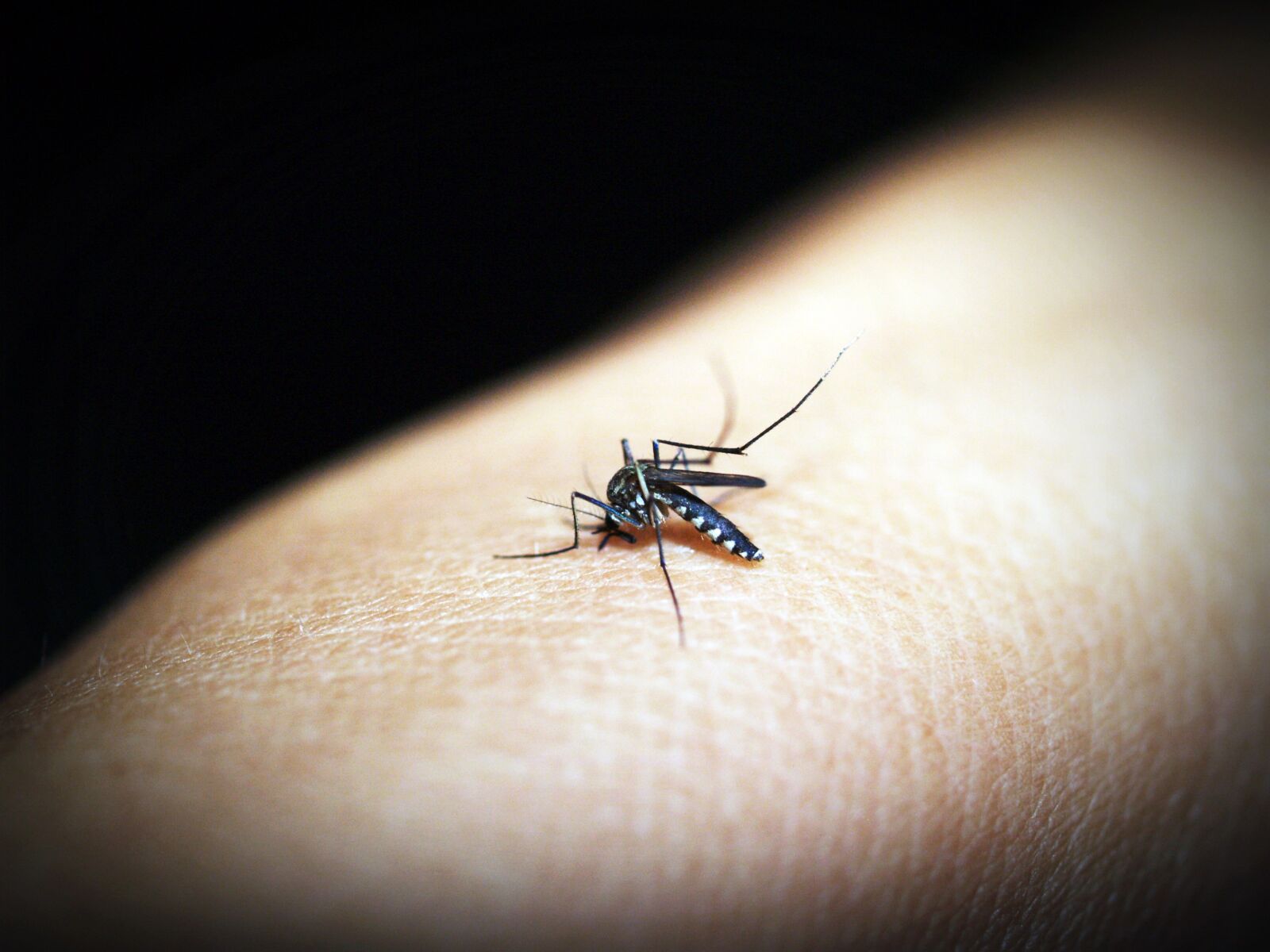 Olympus E-300 (EVOLT E-300) sample photo. Mosquito, malaria, gnat photography