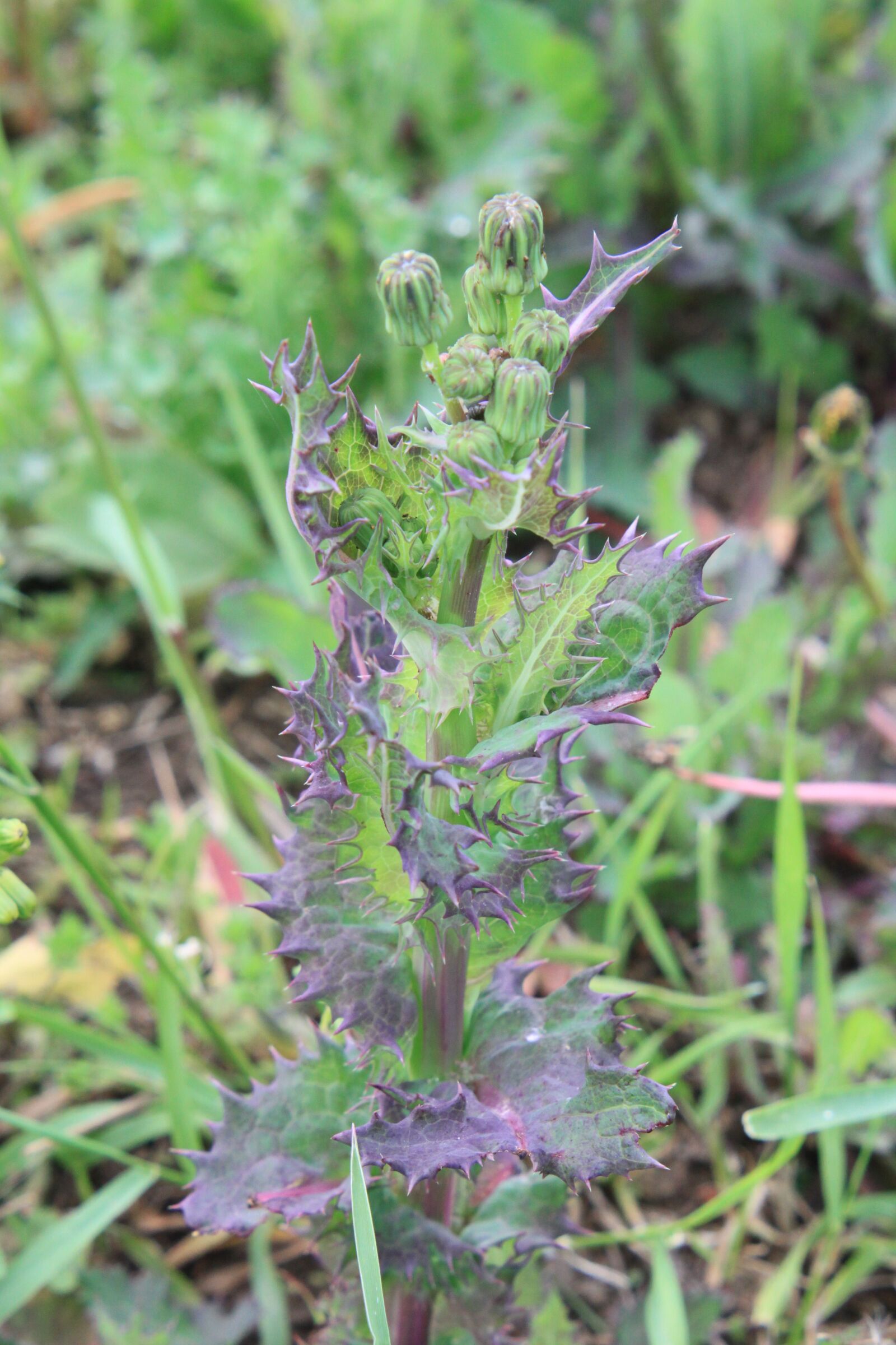 Canon EOS 500D (EOS Rebel T1i / EOS Kiss X3) sample photo. Green, oleraceus, sonchus photography