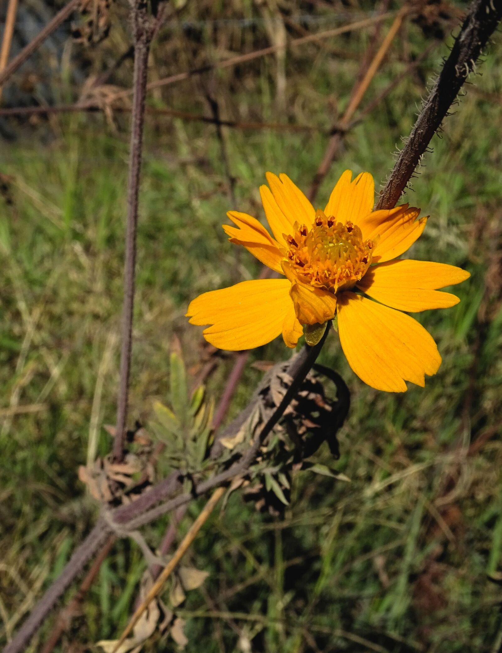 Sony DSC-HX60 sample photo. Bidens aurea, orange, flower photography